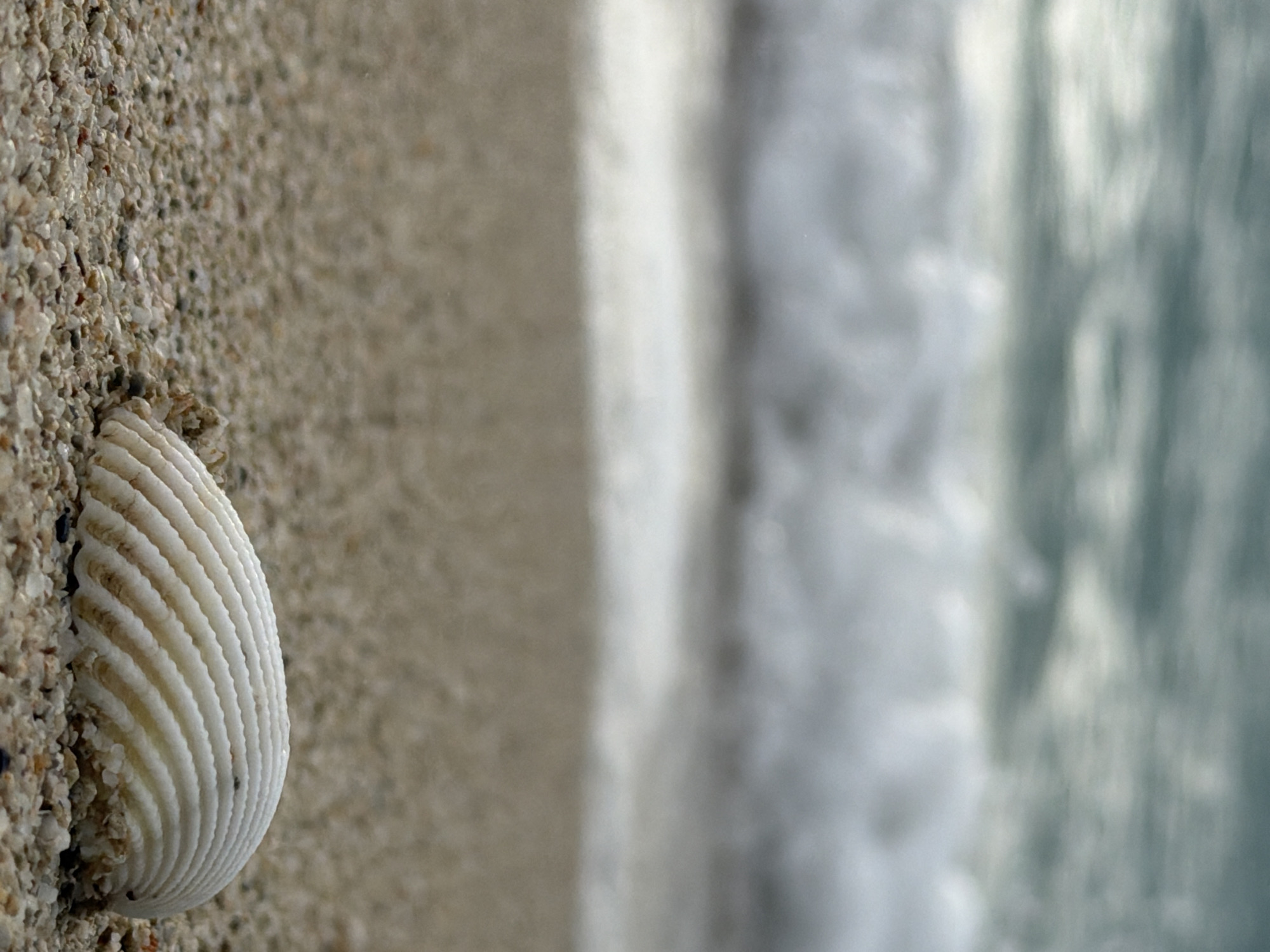 A single, ribbed white seashell rests on a sandy beach, partially buried. The seashell is in the foreground, taking up the lower right quadrant of the image. The sand is composed of small, granular particles in varying shades of tan and light brown. In the background, the ocean is visible, with waves gently breaking on the shore. The water appears a muted teal or gray, with white foam from the waves. The sky above the water is a blend of gray and white, suggesting overcast conditions. The image has a shallow depth of field, with the seashell in sharp focus and the background blurred. The setting is a beach in Ko Samui District, Thailand.