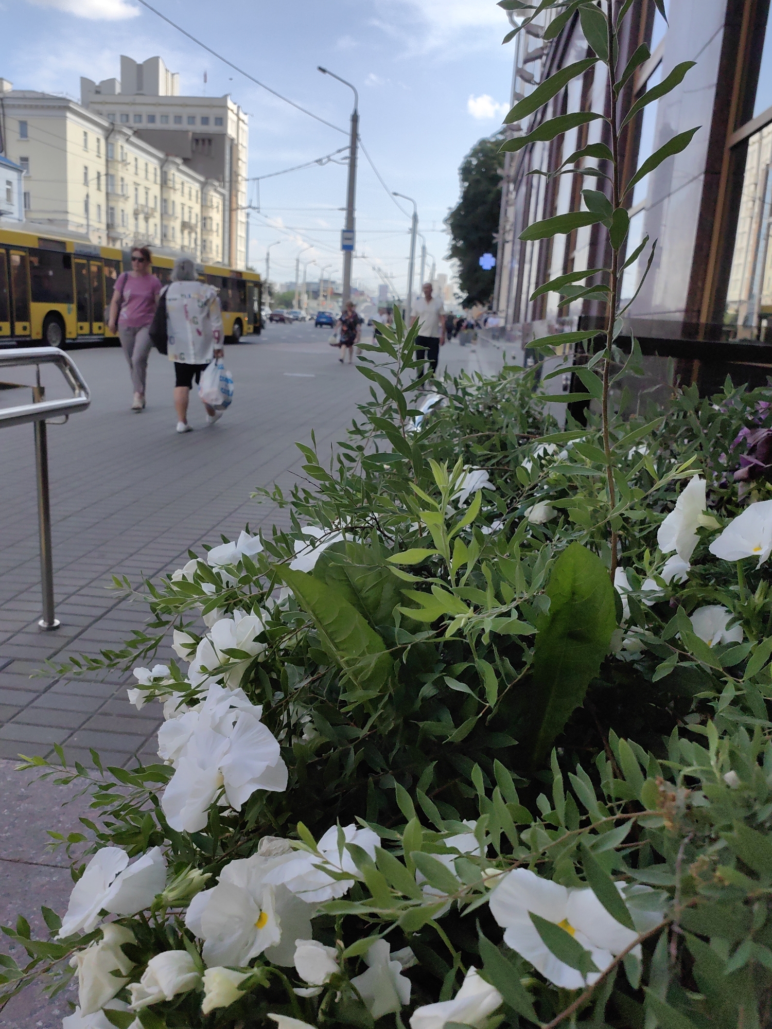 The image depicts a street scene in Minsk, Belarus, captured from a low angle, focusing on a planter filled with white flowers and lush green foliage. In the background, a modern building with large glass windows stands to the right, reflecting the sky and surrounding structures. To the left, a yellow trolleybus is visible, along with a pedestrian sidewalk paved with interlocking concrete blocks. Several individuals are walking along the sidewalk. One woman in the foreground, wearing sunglasses and a pink top, walks alongside another woman carrying shopping bags. Further down the street, other pedestrians can be seen, and vehicles are present on the road. The sky is partly cloudy, and streetlights and utility poles line the sidewalk. The overall impression is a bright, urban environment on a clear day, with a focus on street-level greenery integrated into the city's infrastructure.