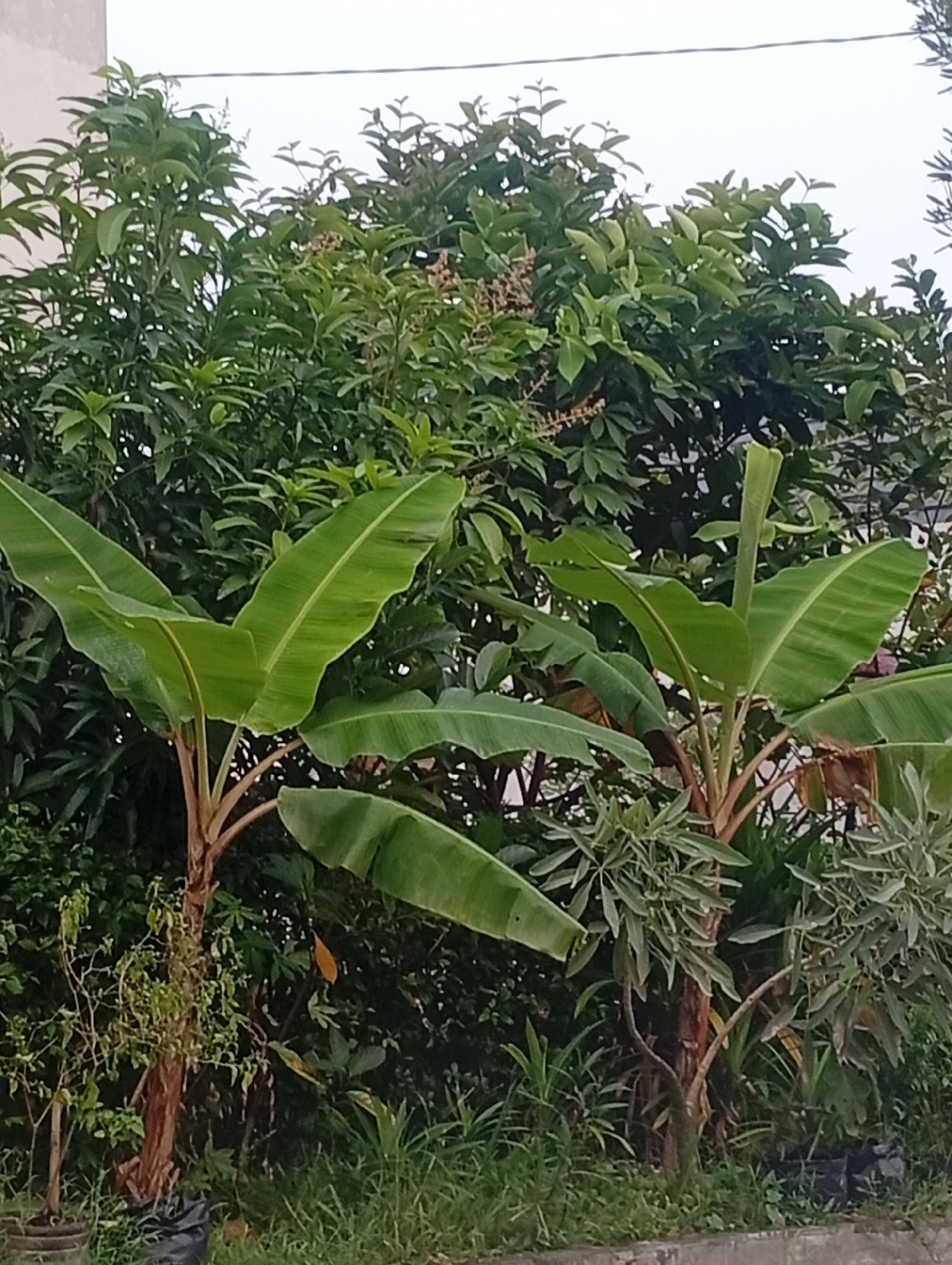 The image shows an outdoor scene with lush greenery and two banana plants in the foreground. In the background, there are dense trees and foliage. The sky is overcast. The ground is covered with grass and some black plastic bags are visible near the base of the banana plants. A light-colored building is partially visible on the left side of the image. This scene is located in Kemang, Indonesia.