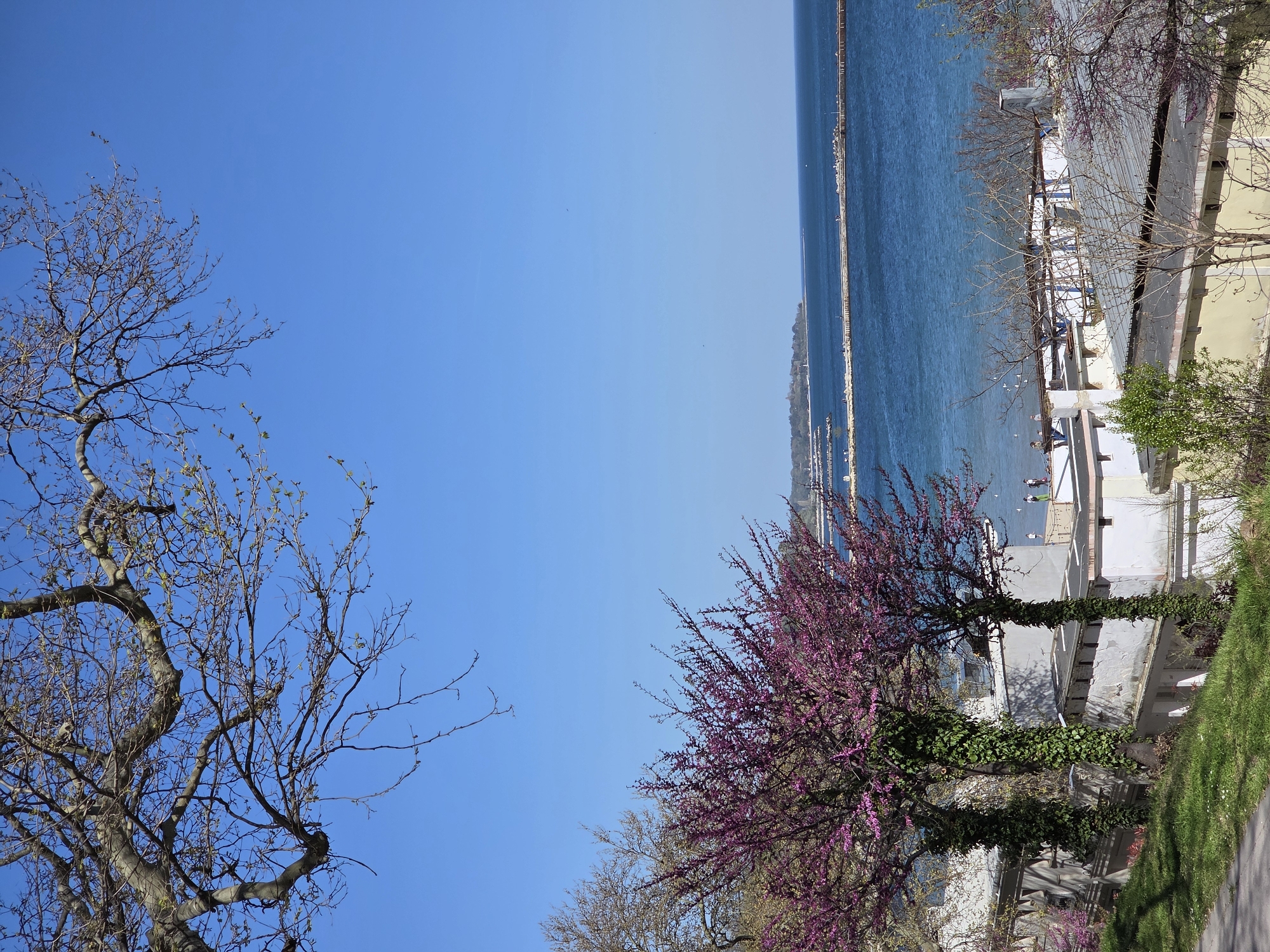 A landscape photo, rotated 90 degrees counter-clockwise, captures a sunny day in Varna, Bulgaria. The scene showcases a body of water extending towards the horizon, likely the Black Sea. The shoreline is marked by a breakwater. Trees with vibrant purple blossoms are present on the right side of the image, contrasting with bare-branched trees on the left. A building with a white facade is visible, indicating a seaside property. Two individuals appear to be walking near the water. The sky is clear blue.