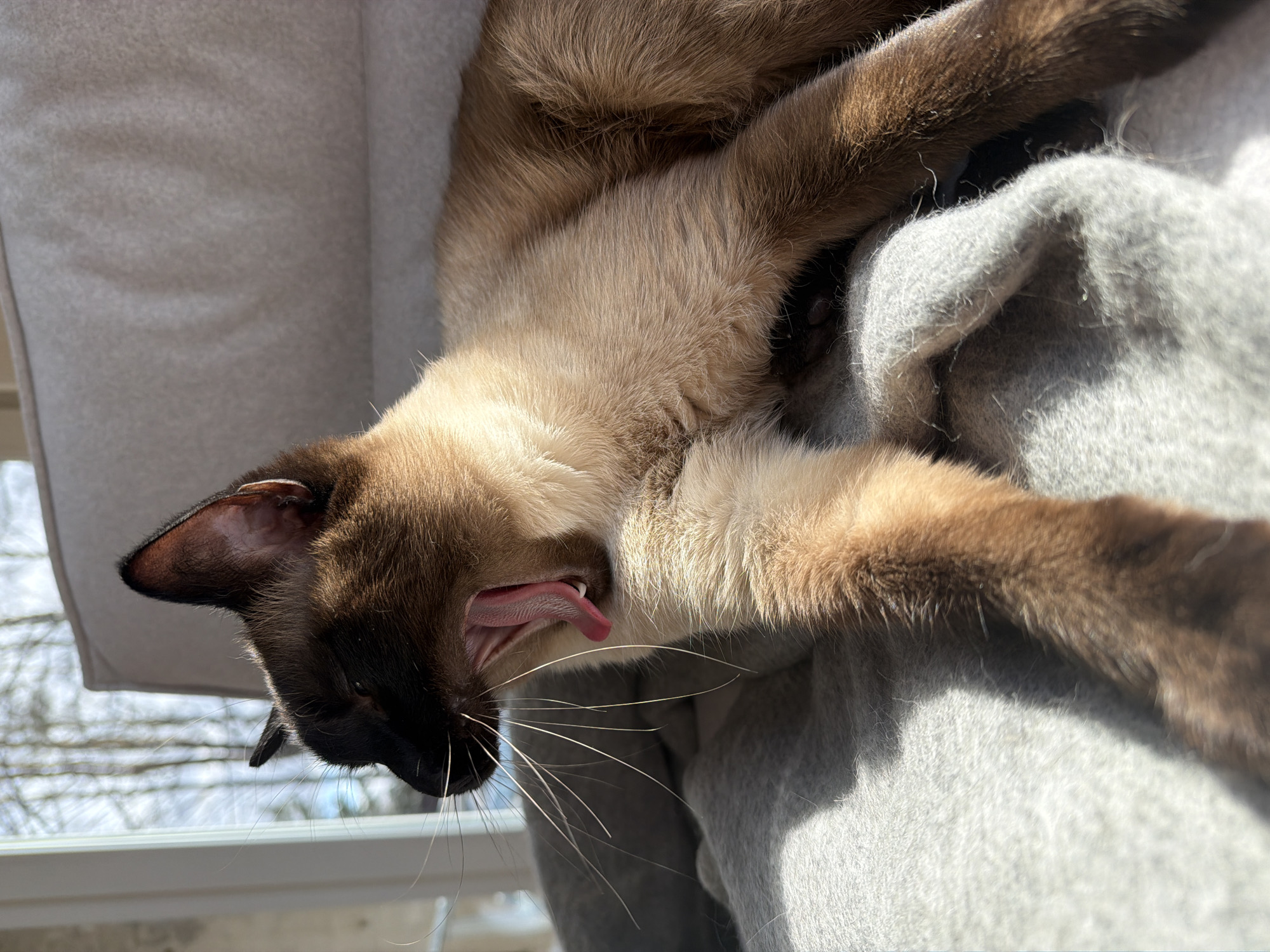 A Siamese cat is the central subject, captured in a moment of stretching or yawning, with its pink tongue extended. The cat displays distinct dark brown "points" on its face, ears, paws, and tail, which contrast with its lighter, cream-colored body fur. Its long, white whiskers are visible against its dark muzzle.
The cat is lying on a soft, light-grey or beige fabric, likely a blanket or a cozy bed, which appears slightly worn or fuzzy. The scene is illuminated by bright, natural sunlight, casting strong shadows and highlighting the texture of the cat's fur and the fabric, indicating it is daytime.
Through a window in the background, out-of-focus bare tree branches or silhouettes are visible, suggesting a cold season such as winter or early spring. This view places the indoor setting in a location with such climate conditions, consistent with Steklyannyi, Russia. The cat appears relaxed and content, possibly having just woken up or enjoying a sunbath. There is no visible text in the image.
