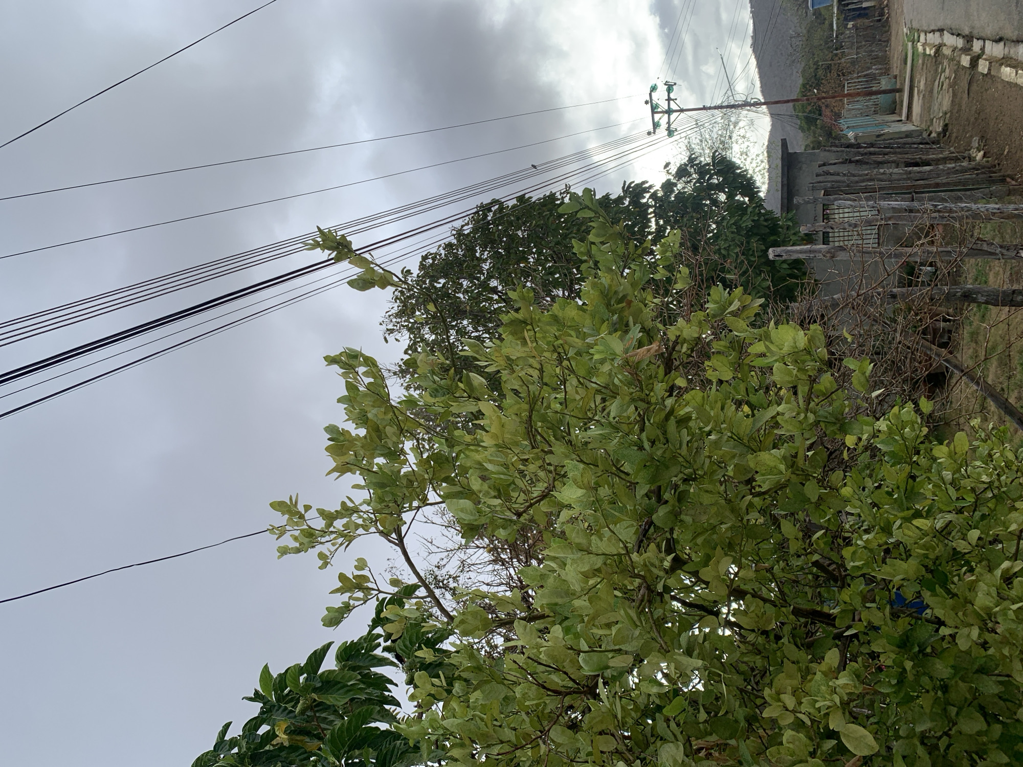 This outdoor scene, captured in La Tagua, Venezuela, depicts a view looking upwards towards an overcast sky. A large, prominent tree or bush with dense, vibrant green foliage fills the lower and central foreground, its leaves showcasing varying shades of green, some appearing lighter than others. Behind this tree, other trees with darker, denser canopies and some with sparse, bare branches are visible.
Several black power lines stretch horizontally across the upper part of the frame, originating from a wooden utility pole equipped with green insulators, positioned on the right side of the midground. A very small, dark bird is perched on one of the highest power lines.
To the right, along what appears to be an unpaved or dirt road, a line of simple, low-rise structures, possibly homes or outbuildings, can be seen. These buildings have light-colored walls, and one features a window with security bars. A rustic fence constructed from vertical wooden posts runs in front of these structures.
In the far background, a large, undulating greyish-brown mountain or hill rises, indicative of a mountainous or hilly terrain. The sky is predominantly grey and cloudy, with brighter areas suggesting the sun is hidden behind the clouds but still illuminating the scene. The image portrays a tranquil, likely rural or semi-rural environment during daytime. There are no people visible, nor are there any specific activities taking place. No discernible text appears in the frame.
