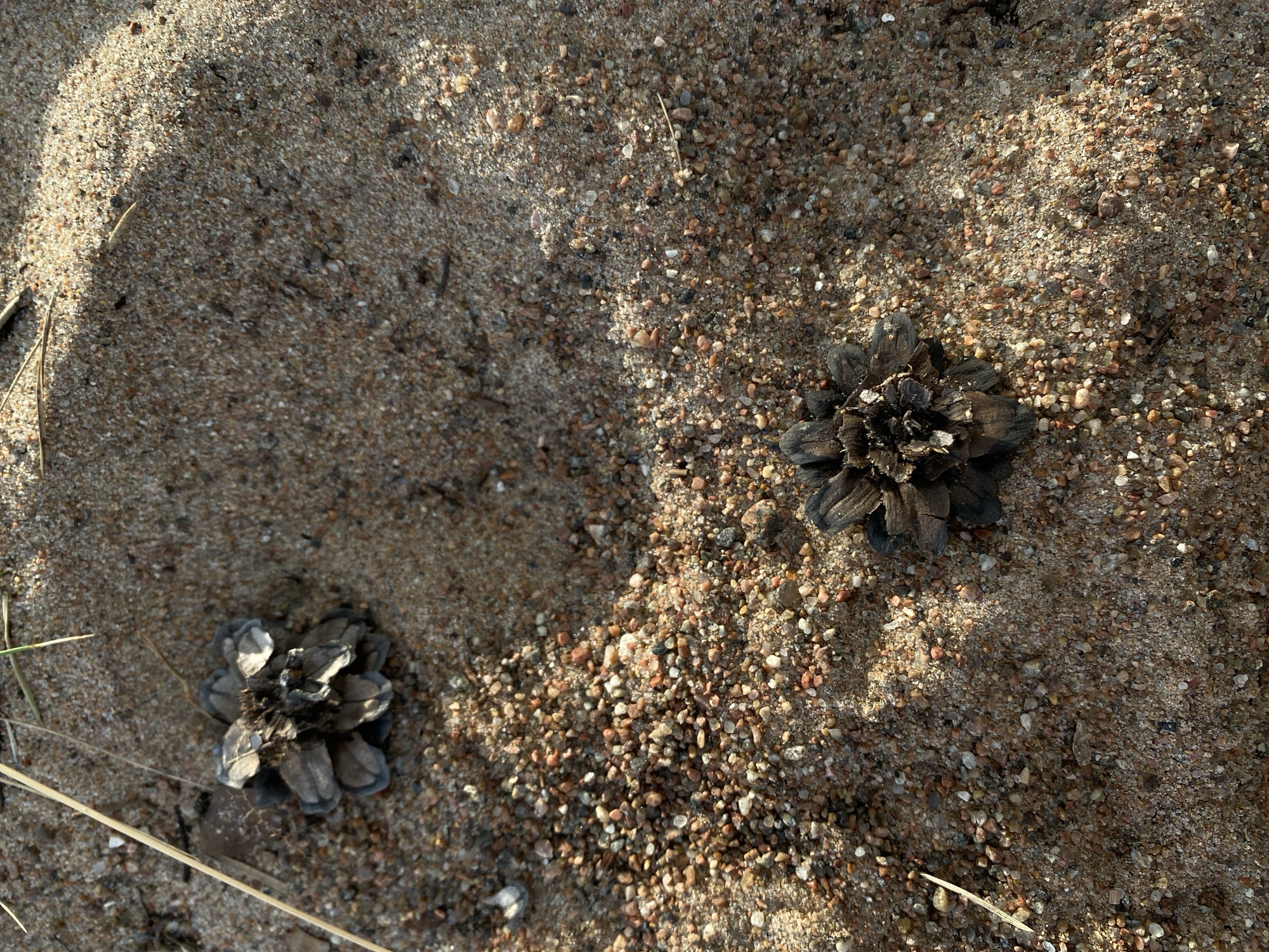 The image shows a close-up view of sandy ground, likely in Baltiiskoe, Russia. Two small, dark brown pine cones are partially embedded in the coarse sand. The sand is composed of various shades of brown, tan, and reddish-brown grains, with some larger pebbles visible. A few thin, dry blades of grass or straw are scattered across the surface. Sunlight casts shadows and highlights on the sand, creating a textured appearance. The scene is devoid of any people or animals.