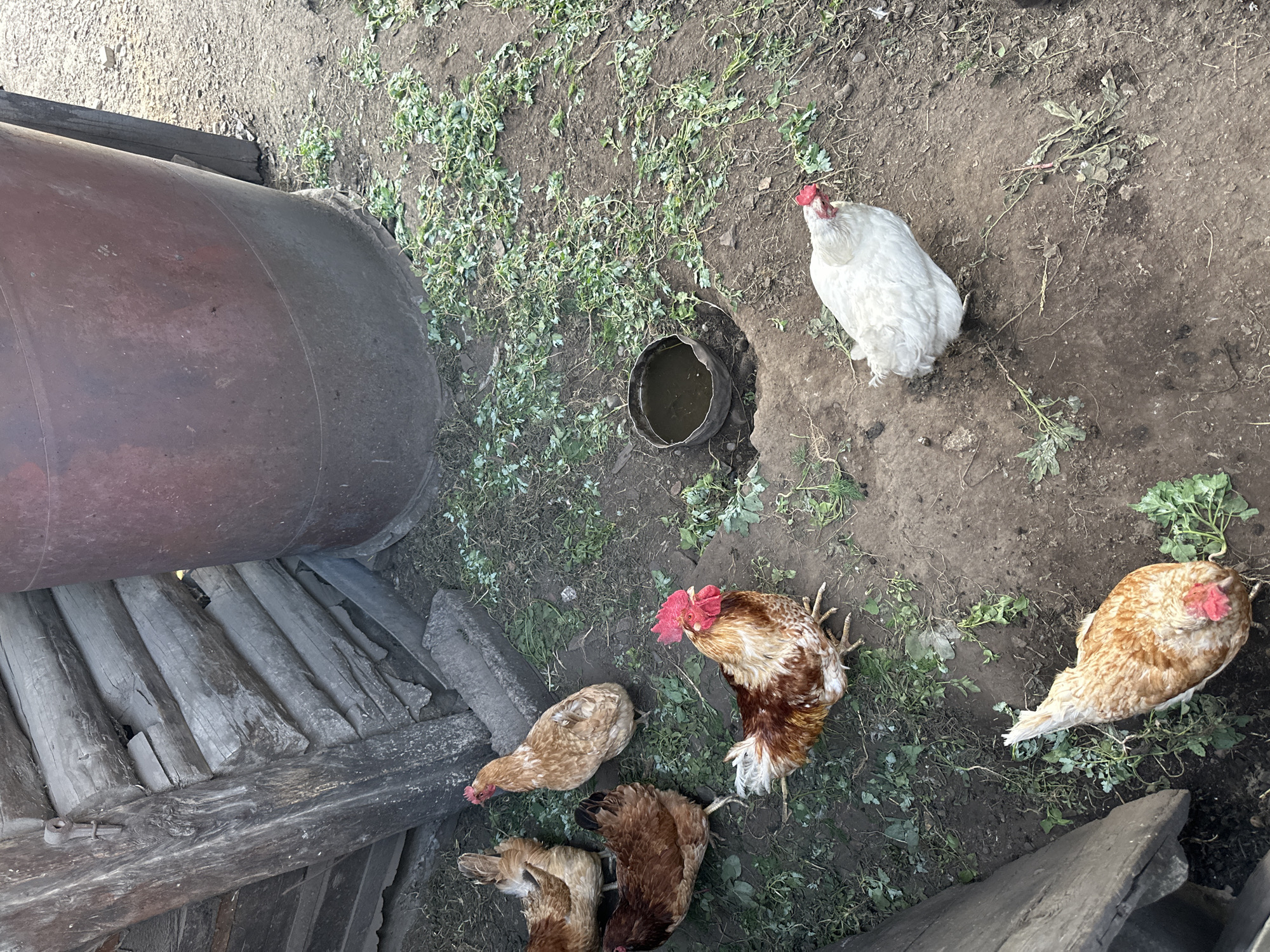 This overhead shot depicts a rural farmyard scene in Novoyeniseyka, Russia. Several chickens are scattered across the dry, dirt ground, which is sparsely covered with low-lying green vegetation. In the foreground, a large, rusty metal cylindrical object, possibly a water tank or boiler, rests on a foundation of weathered wooden planks. To the right, a white chicken stands near a small, dark bowl filled with murky water. Other chickens, with brown and white plumage, are visible foraging on the ground. The lighting suggests it is daytime, with sunlight casting shadows. The overall impression is of a typical, humble farm environment. No text is visible in the image.