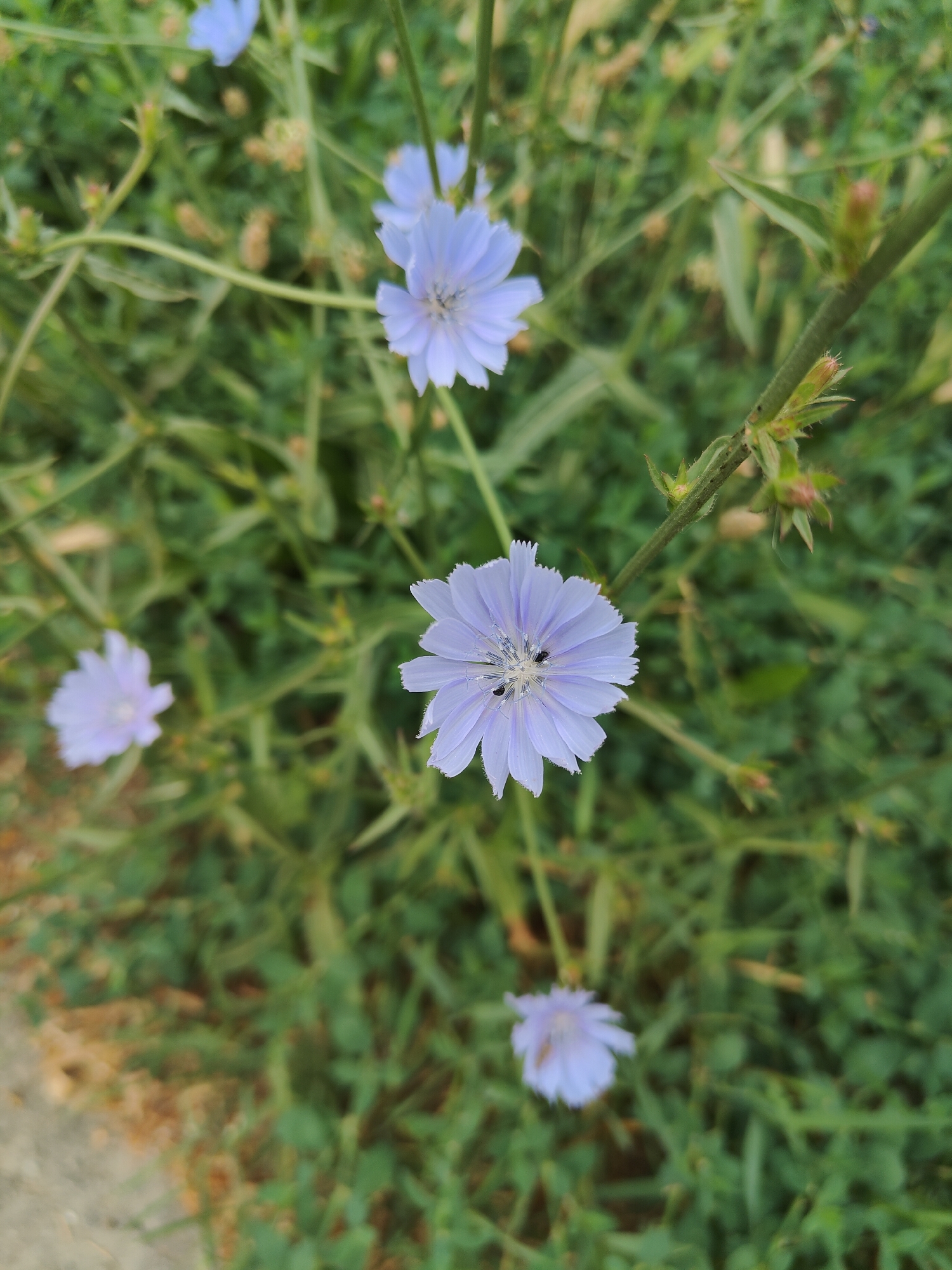 A close-up, top-down shot captures a patch of wild chicory flowers blooming in an urban green space. The flowers, with their delicate, pale blue petals, are the primary subjects, with one in sharp focus in the foreground and several others scattered and blurred in the background. The central flower hosts at least two small, dark insects. The surrounding environment is a dense growth of green foliage, characteristic of uncultivated areas. The presence of a path or paved surface is visible in the lower left corner, suggesting this natural scene is situated within a city. The lighting indicates it is daytime, likely with overcast conditions given the diffused light and lack of harsh shadows. The overall impression is one of natural beauty persisting in an urban setting.
