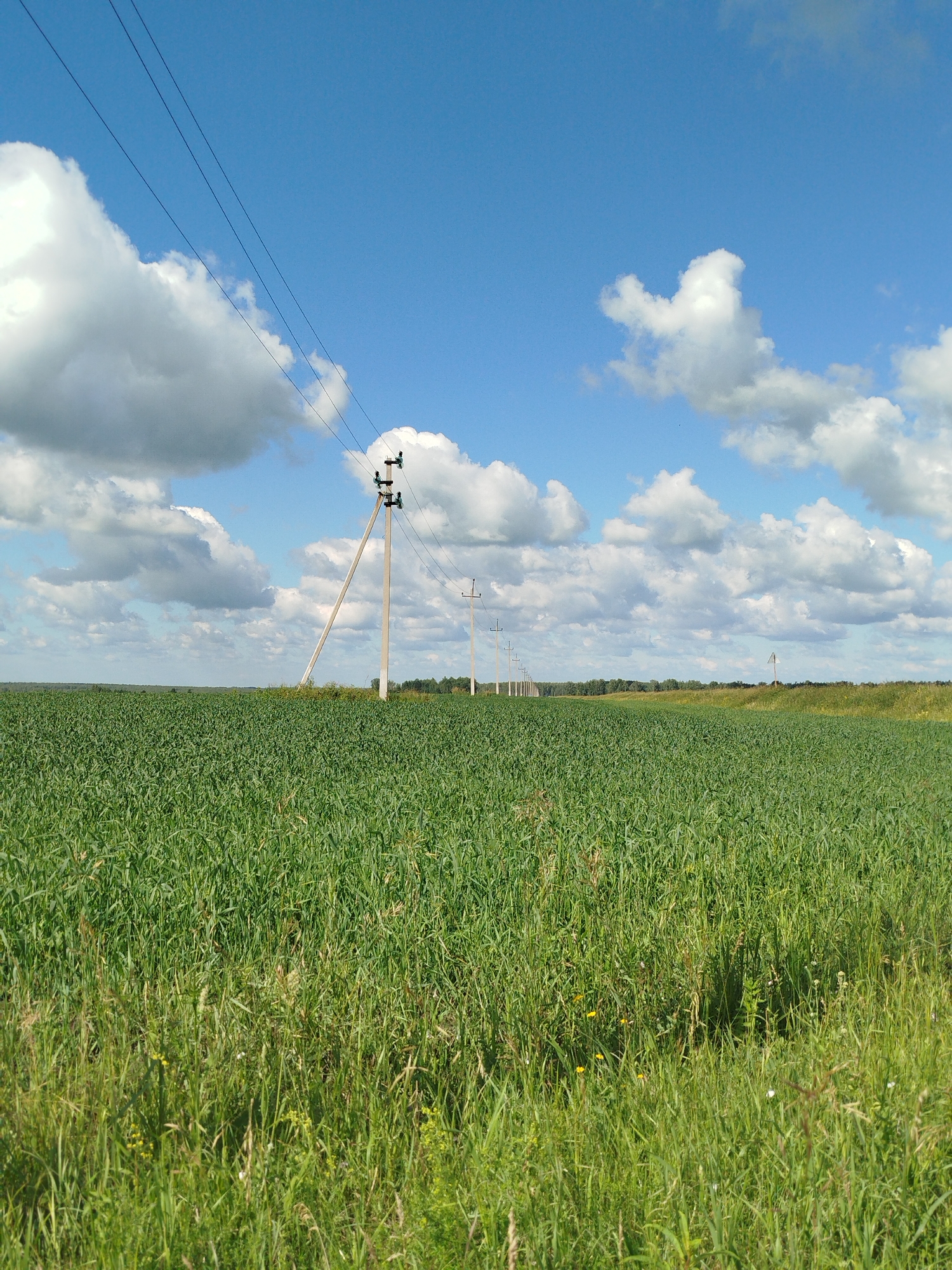 The image depicts a vast, green field of crops under a bright blue sky dotted with fluffy white clouds. Power lines stretch diagonally across the frame, supported by tall, concrete poles that punctuate the horizon. The field appears to be agricultural land, possibly in Russia given the provided location context. The lighting suggests it is daytime, with the sun illuminating the scene. There are no people or specific activities visible; the focus is on the natural landscape and infrastructure. The scene evokes a sense of open space and rural tranquility. The presence of power lines indicates a connection to civilization, yet the expansive field and clear sky give a feeling of being in nature.