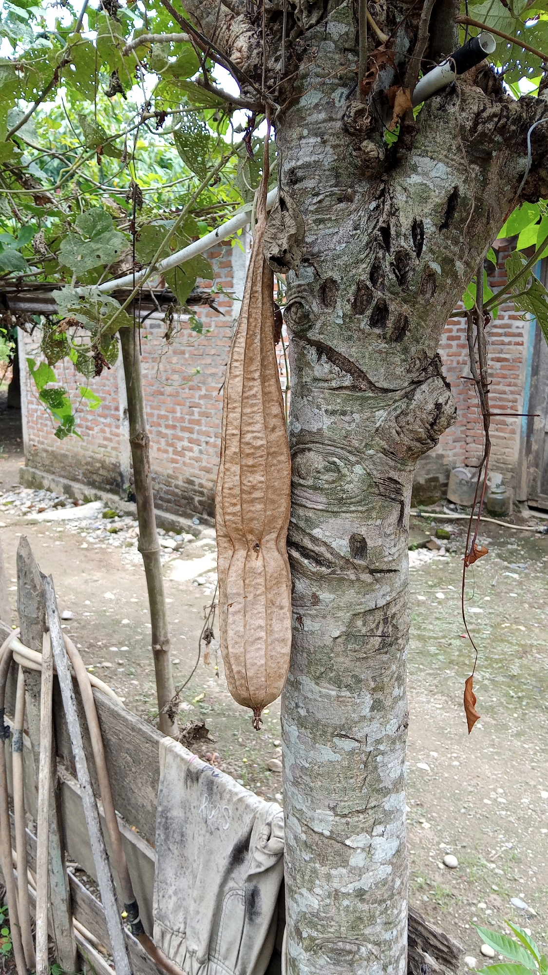 In Arabungong, Indonesia, a dried loofah hangs from the rough, textured bark of a tree, its fibrous husk faded to a light brown. The tree trunk is thick and irregular, with visible knots and patches of lichen. Green vines with broad, perforated leaves intertwine with the tree's branches, some leaves appearing damaged. In the background, a weathered brick wall suggests a building, partially obscured by foliage. Scattered on the ground are small stones and dry leaves. To the left, a rustic wooden fence stands, with gardening tools and a soiled piece of light-colored fabric draped over it. The overall scene depicts a rural setting, possibly a backyard or garden, with signs of natural growth and human habitation.