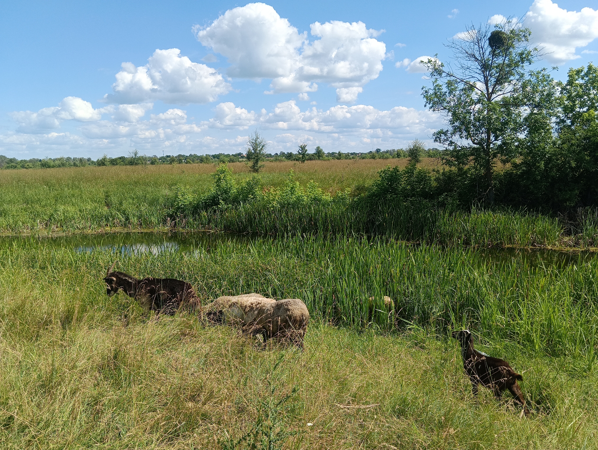 A herd of goats grazes in a lush meadow on a bright, sunny day. The goats are interspersed with sheep, some of which are grazing and others are lying down. The meadow is bordered by a body of water and tall green reeds. In the background, there is a line of trees and a bright blue sky filled with fluffy white clouds. The overall impression is one of a peaceful rural scene on a pleasant day. The time of day appears to be midday, judging by the brightness of the sun and the shadows cast by the animals. The weather is clearly fair and warm. There are no visible signs of human activity or structures, suggesting a remote or natural setting.
