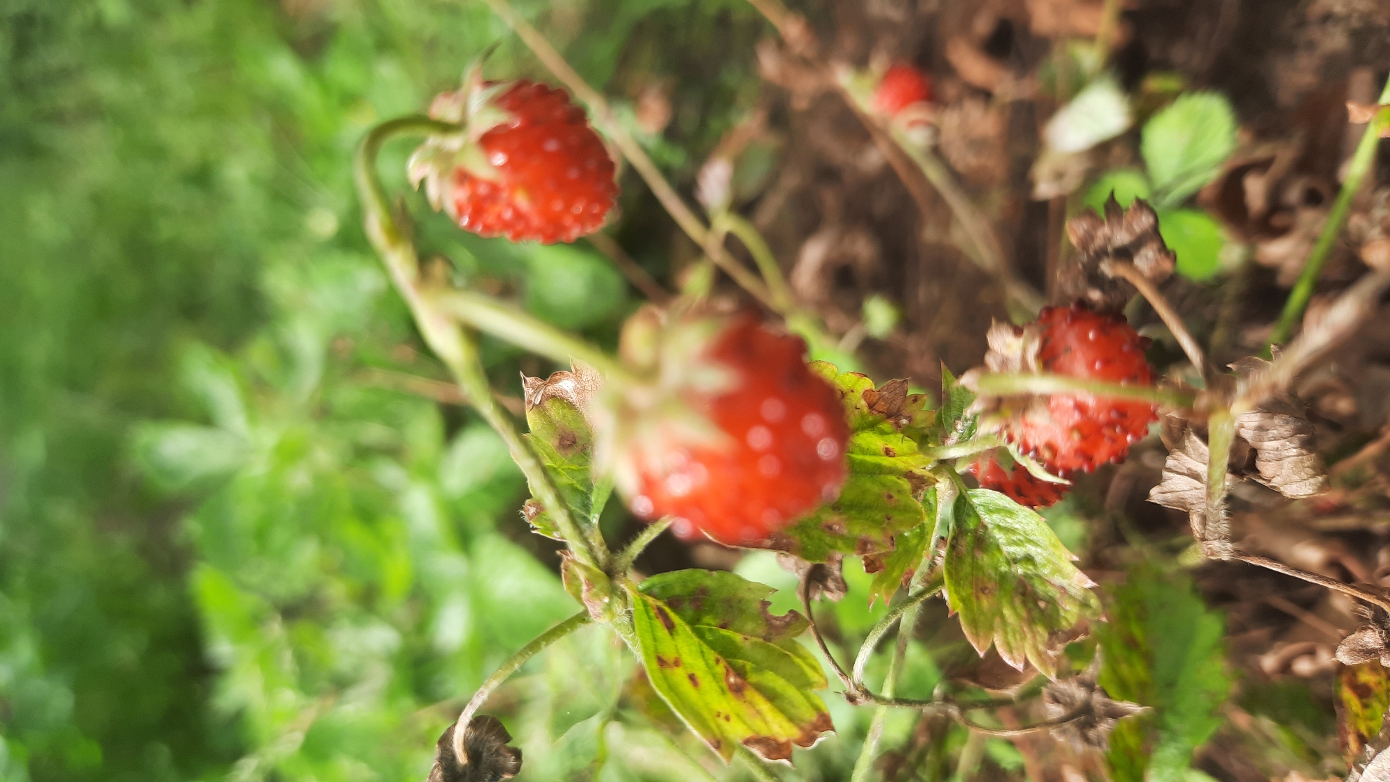 In the city of Shklov, Belarus, a close-up, low-angle shot focuses on several ripe wild strawberries (Fragaria vesca) growing on a plant. The strawberries are bright red, with visible seeds on their surface. They are clustered on thin green stems, with some green leaves and dried brown foliage also present on the plant. The background is a blur of green vegetation and brown soil, suggesting an outdoor, natural setting. The lighting appears to be natural daylight, casting soft shadows. No people or animals are visible in the image.