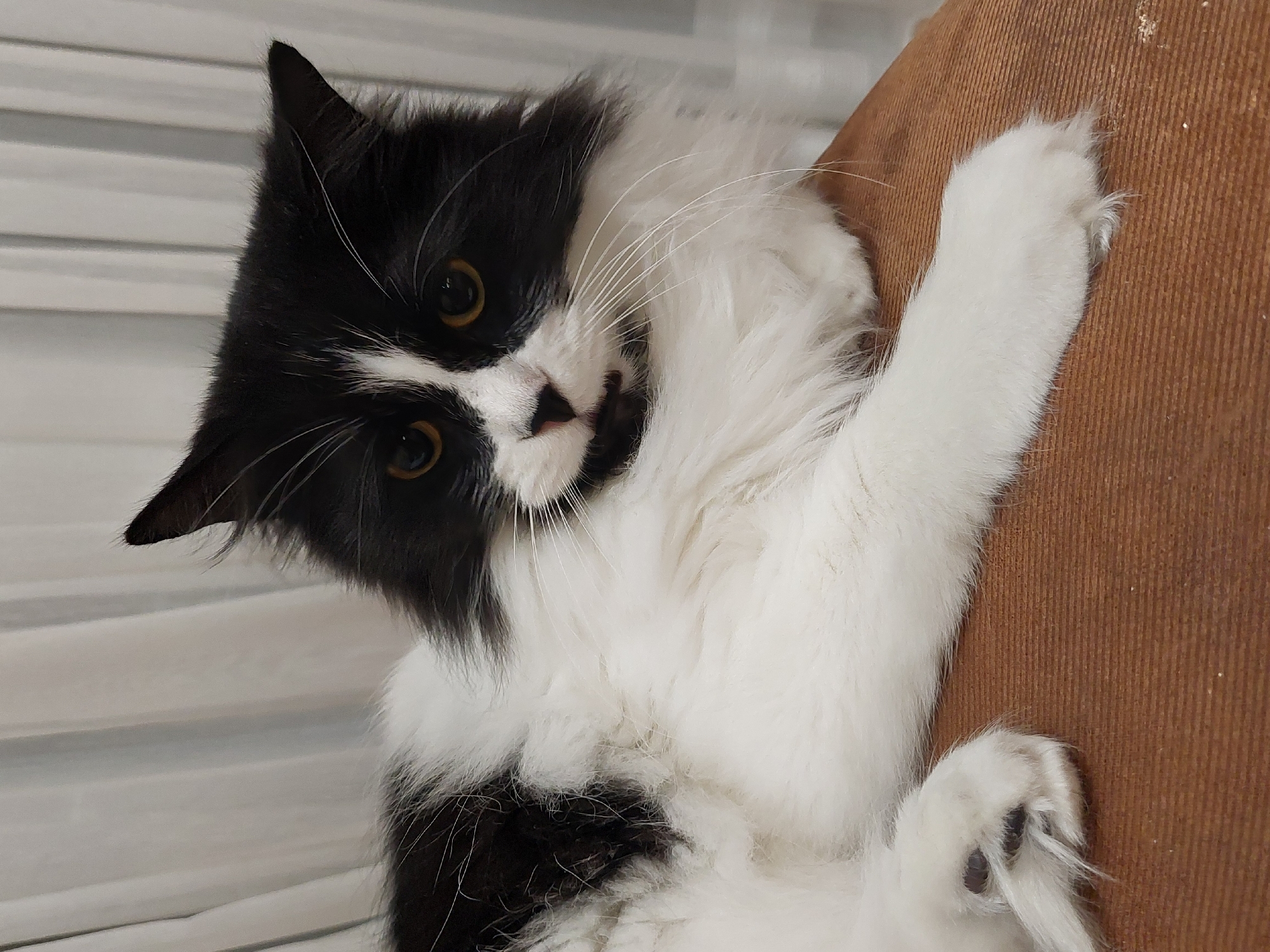 A black and white long-haired cat lies on its back against a brown textured surface, possibly a piece of furniture. The cat is predominantly white, with black markings on its head, ears, and body. Its face is turned slightly to the left, and it looks directly at the camera with amber-colored eyes. The cat has long white whiskers and a black nose with a white patch around it. One white paw extends towards the upper right of the image, while the rest of its body is stretched out. In the background, there is a blurred white wall or window covering with horizontal lines. There is no discernible information to suggest that the image was taken in Plovdiv, Bulgaria.