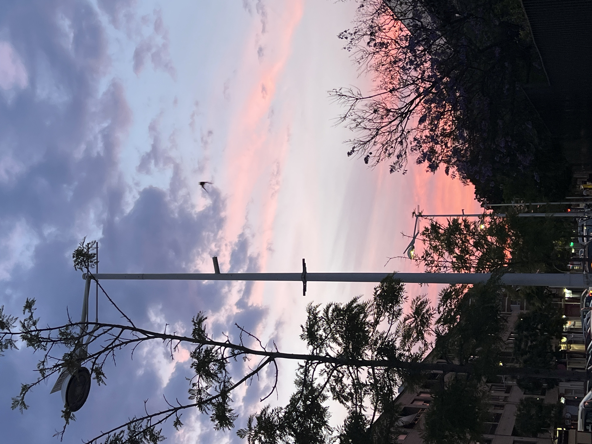 The image depicts a street scene at dusk in the city of Picassent, Spain. The sky is a mix of pink, orange, and purple hues with scattered clouds. Silhouetted trees and branches frame the scene. A tall metal street lamp is positioned in the foreground. A bird is visible in flight in the left-center of the sky. Buildings and parked cars line the street. The overall setting suggests a tranquil urban environment at twilight.