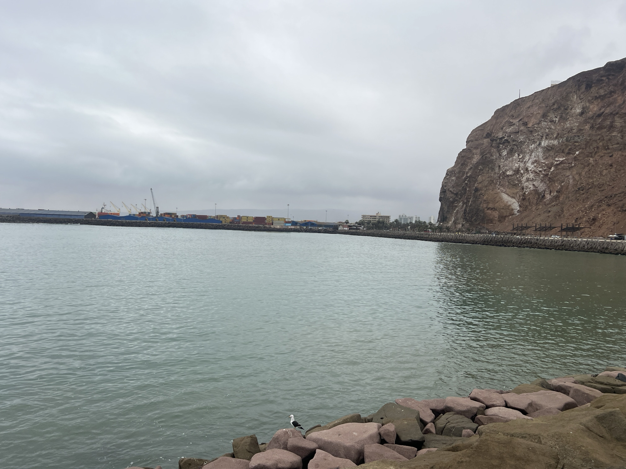 The image depicts a harbor scene in Arica, Chile, with a large body of calm, greenish-gray water in the foreground. Along the left side of the harbor, various cargo ships and cranes are visible, along with stacks of shipping containers, suggesting active port operations. In the distance, a coastline is visible with buildings and palm trees, indicating a city. Dominating the right side of the frame is a massive, reddish-brown cliff face, partially covered in white mineral deposits. A breakwater made of large rocks lines the edge of the water in the foreground, and a single seagull stands on these rocks. The sky is overcast with thick, gray clouds, suggesting a cloudy or possibly rainy day.