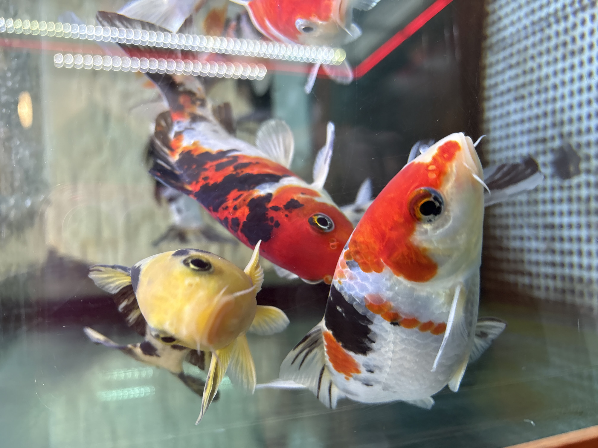 The image shows a close-up view of several koi fish in an aquarium. One fish has a yellow head with black markings, another is primarily white with orange and black patches, and a third is red and black. The background is blurry, but a tiled or patterned surface is visible behind the tank. The image does not provide any information regarding the location in the city of Genoa, Italy.