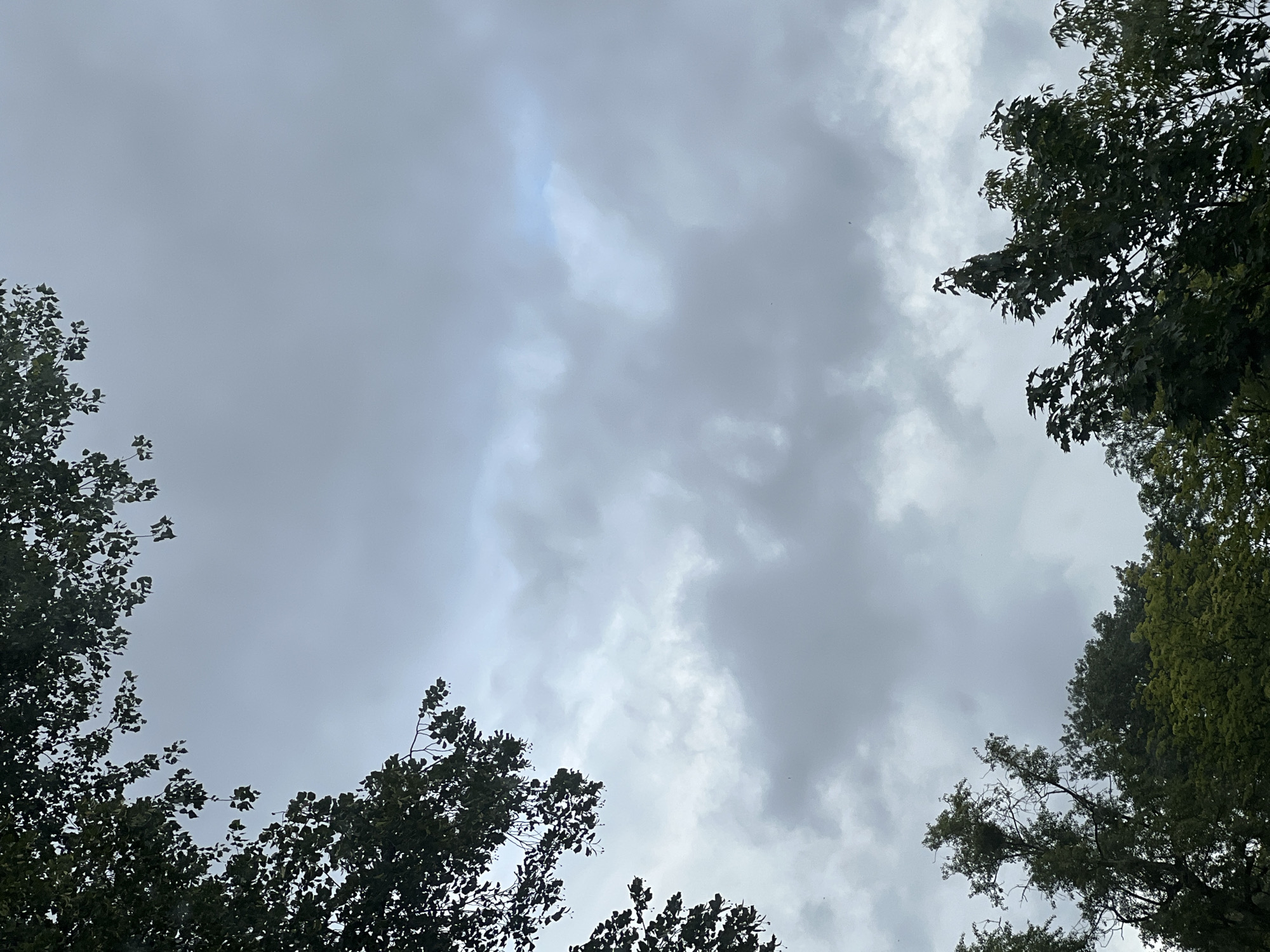 The image shows an overcast sky with scattered clouds, viewed from below tree branches. The trees appear to be deciduous and are dark green. The sky is a muted gray, with some lighter patches suggesting the sun is attempting to break through. The overall impression is of a cloudy, possibly humid day. The location in Warsaw, Poland, cannot be determined from the visual information provided. There are no people, subjects, objects, actions, or interactions visible in the image. The environment is a natural setting with trees and sky.
