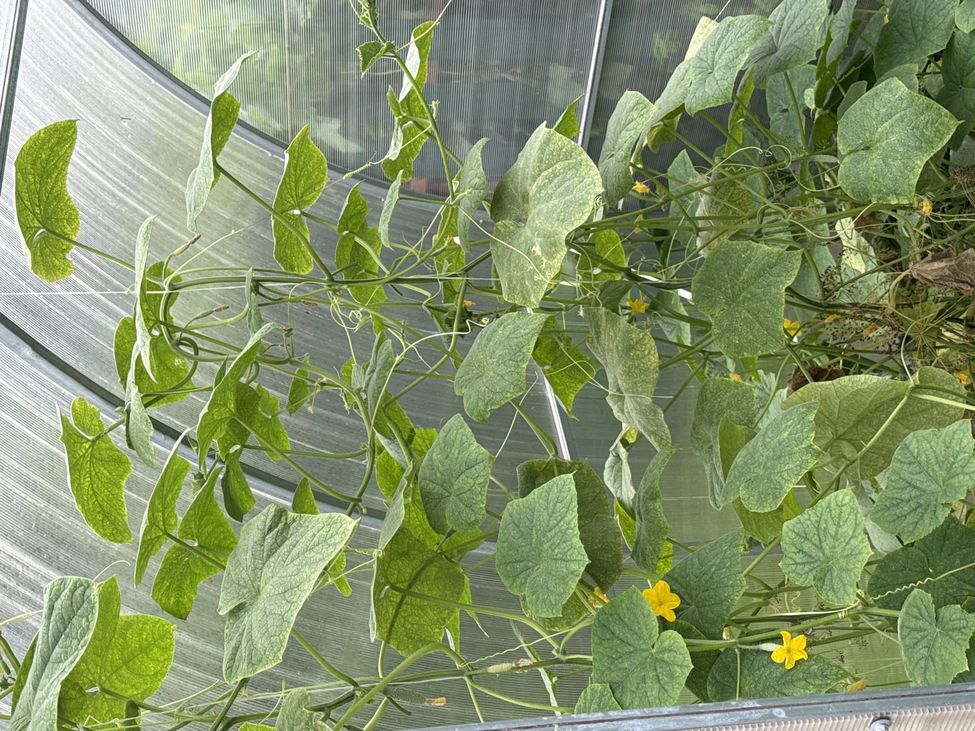 The image shows a close-up of cucumber plants growing inside a greenhouse. The plants are lush and green, with large, lobed leaves and numerous yellow flowers. Several small cucumbers are visible, hanging from the vines. The greenhouse structure is visible in the background, with corrugated plastic roofing. The lighting suggests it is daytime, and the overall scene depicts a healthy, growing crop. The location in Krasnoyarsk, Russia, is not visually evident from the image content.