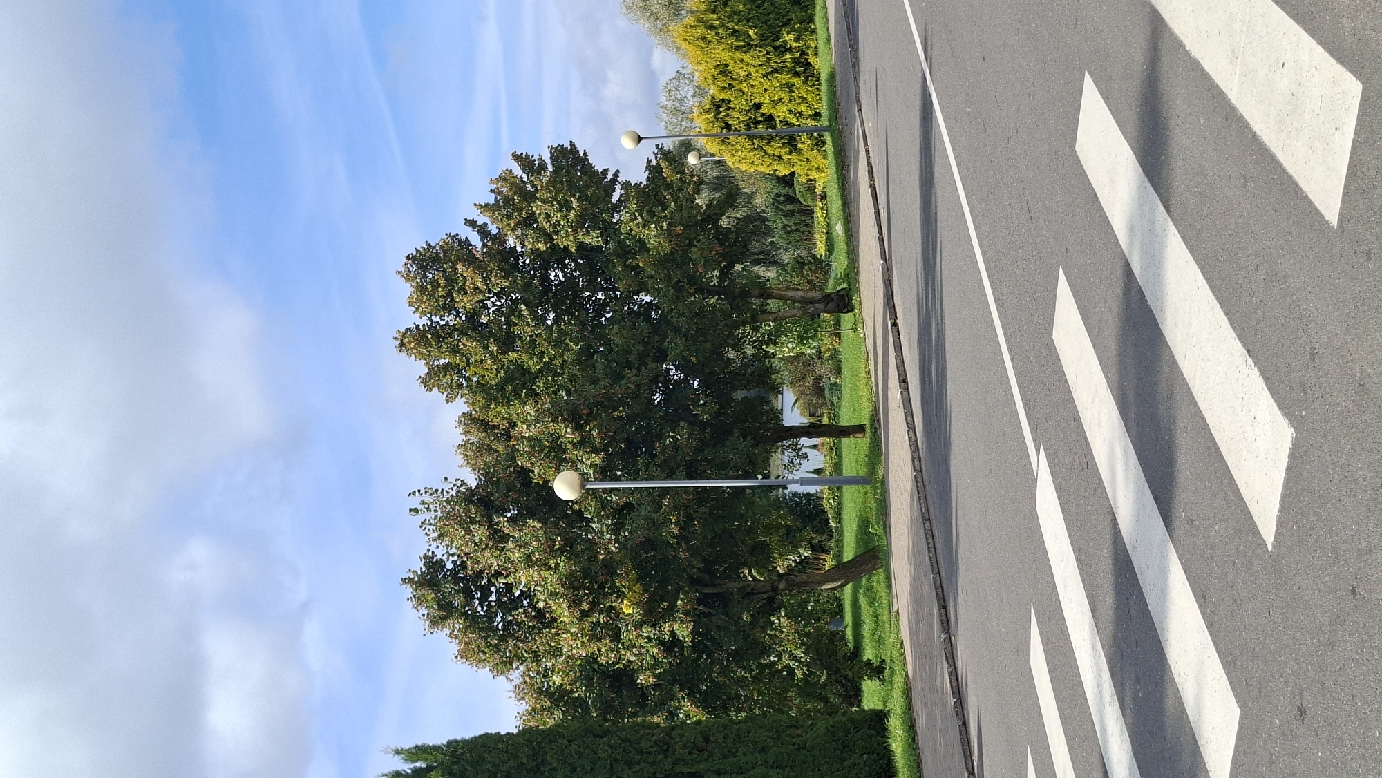 The image depicts a pedestrian crossing on an asphalt road in Myadzyel, Belarus. Several trees with green foliage line the roadside, with a body of water visible in the background. Two lampposts with spherical lights stand along the sidewalk. The sky is blue with scattered white clouds. The scene appears to be a public park or a street adjacent to one.
