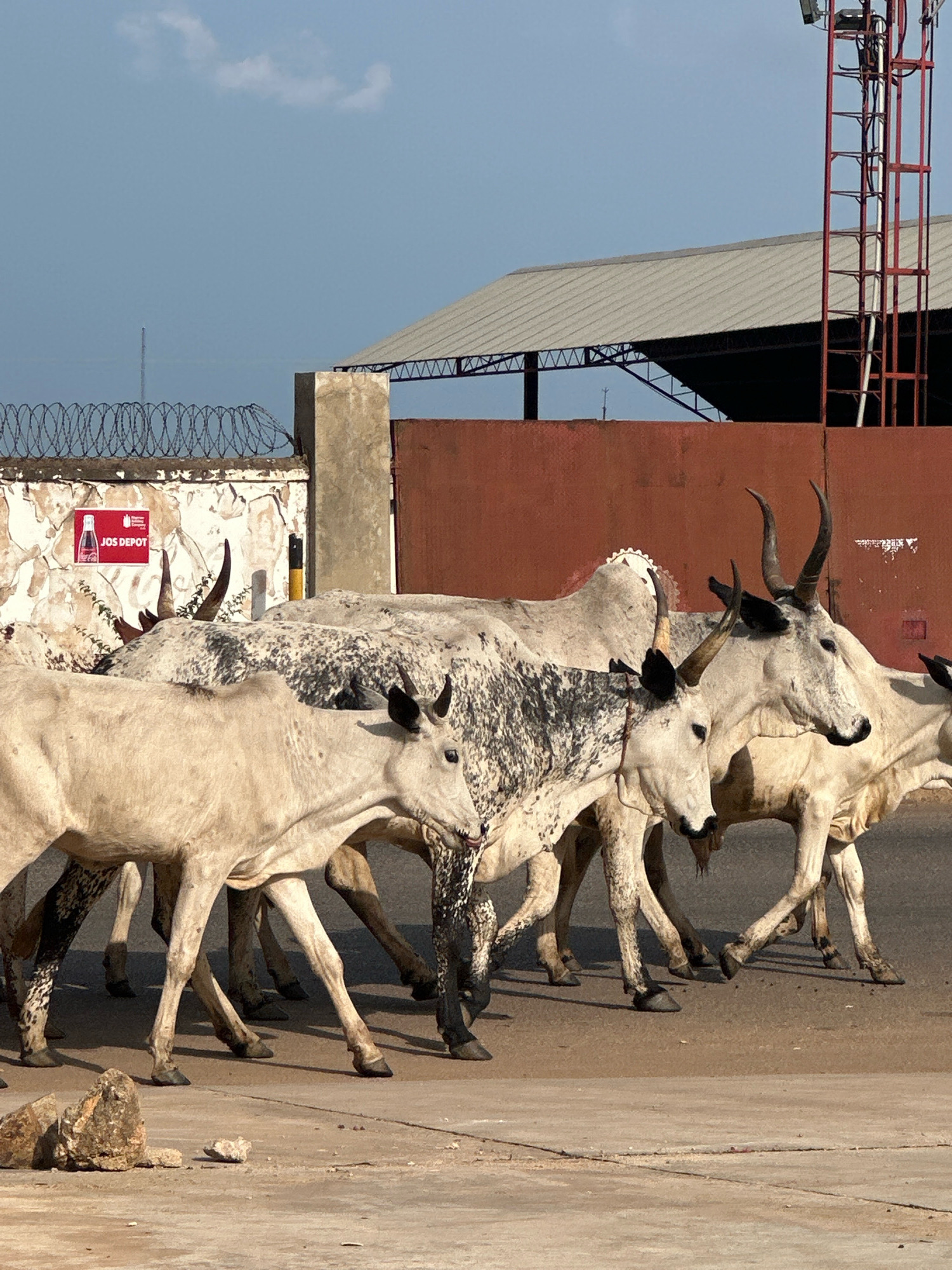 A herd of cattle is walking along a paved road in Barakin Lerawi, Nigeria. The cattle are predominantly white with some having black spots. Several of the animals have horns, some of which are curved. In the background, there is a red industrial building with a corrugated metal roof. A tall red metal structure, possibly a tower or crane, is visible to the right of the building. A white wall with barbed wire fencing runs along the left side of the road, and a sign that reads "JOS DEPOT" with a Coca-Cola logo is attached to the wall. The sky is blue with a few scattered clouds. Rocks are present on the side of the road in the foreground.