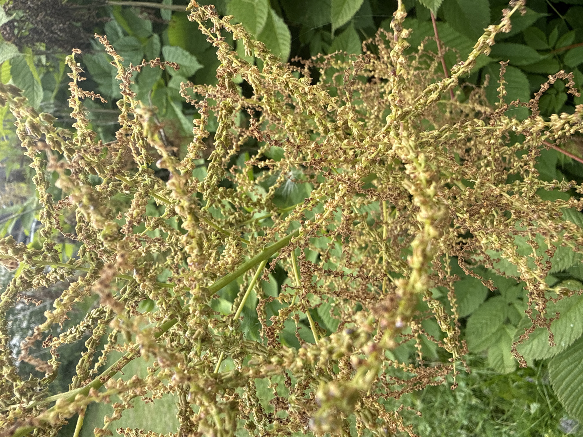 A close-up, vertical shot captures a cluster of dried seed pods on a thin, branching stem, with a blurred background of lush green foliage. The seed pods are small, irregular, and a mix of light brown and faded green, arranged in dense, pendulous clusters along the stems. Some of the pods are still attached to their thin stalks, while others appear to have already shed. The overall impression is one of nature in the process of seed dispersal. The image is an outdoor shot, likely in a garden or natural setting, given the abundance of greenery. The specific location in Ridabu, Norway, is not visually identifiable from the image itself, as it focuses solely on the botanical subject.