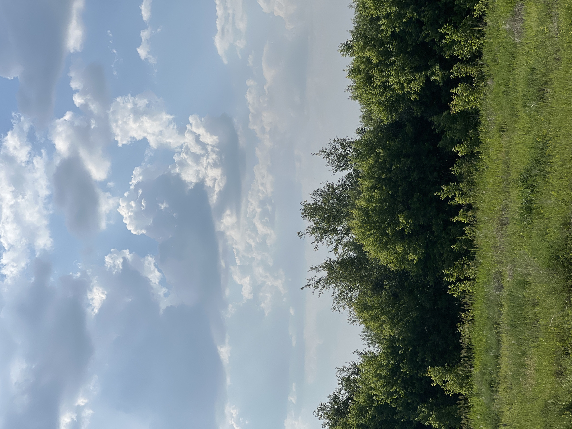 This image depicts a natural landscape under a partly cloudy sky. The foreground consists of a field of tall green grass, with shorter green vegetation and some dry stalks in the middle ground. Behind the grassy area, a dense line of green trees forms a treeline, with varied heights and densities of foliage. The sky above is a pale blue, with numerous white and gray cumulus clouds scattered across it. The scene appears to be a rural or undeveloped area, possibly on the outskirts of Verkh-Tula, Russia, given the natural vegetation and open sky. There are no people or man-made structures visible in the image.