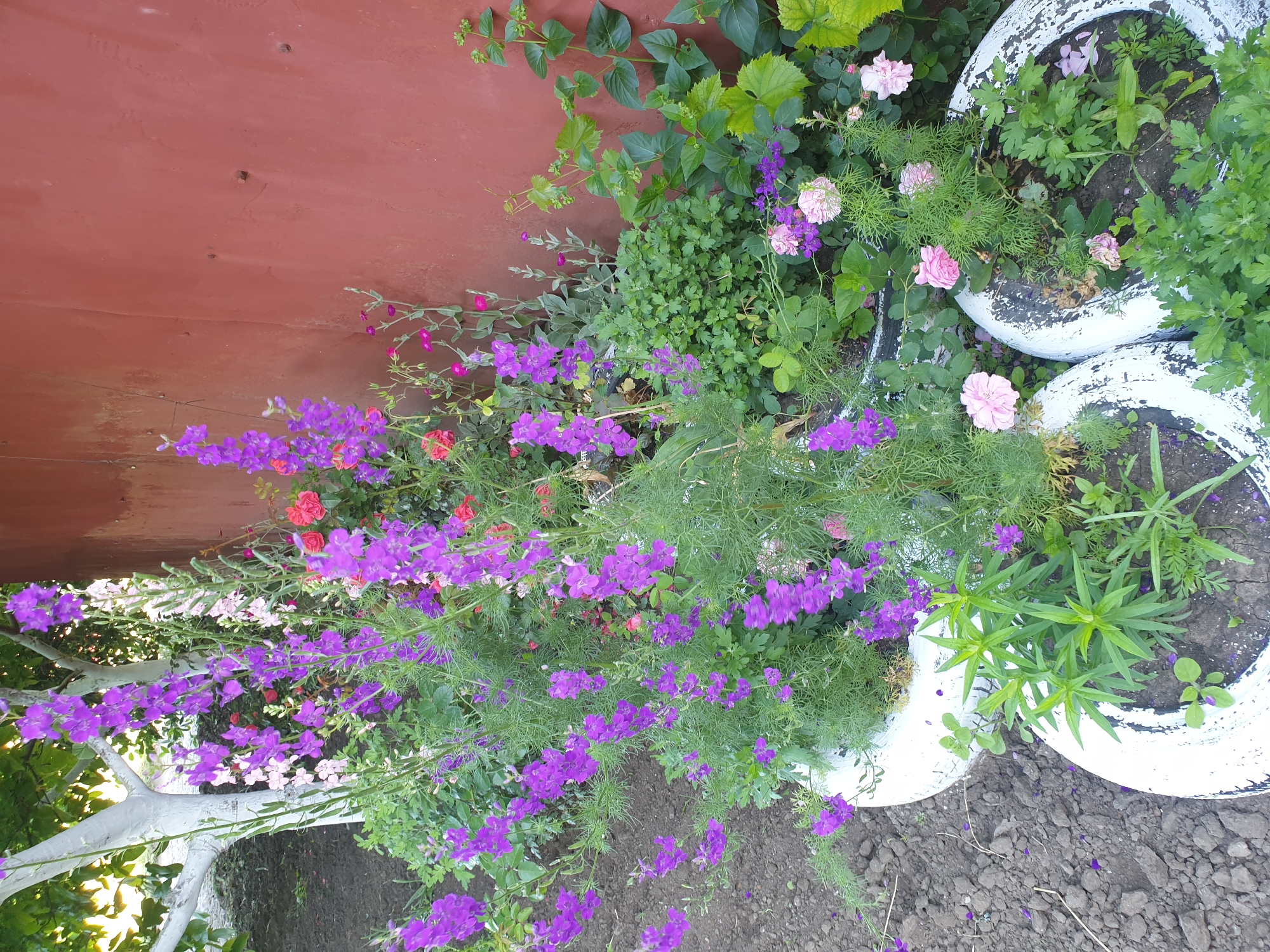 An eye-level outdoor medium shot shows a collection of flowering plants growing in what appear to be repurposed tire planters. The planters are painted white with black rims. Tall spires of purple delphinium flowers are a dominant feature, interspersed with clusters of pink roses and smaller purple blossoms. A dark red metal wall forms the background, providing a stark contrast to the vibrant flora. To the left, a tree with a white-painted trunk is partially visible, and the ground surrounding the planters is covered with dark soil. Sunlight illuminates the scene, casting shadows and highlighting the textures of the plants and the wall.