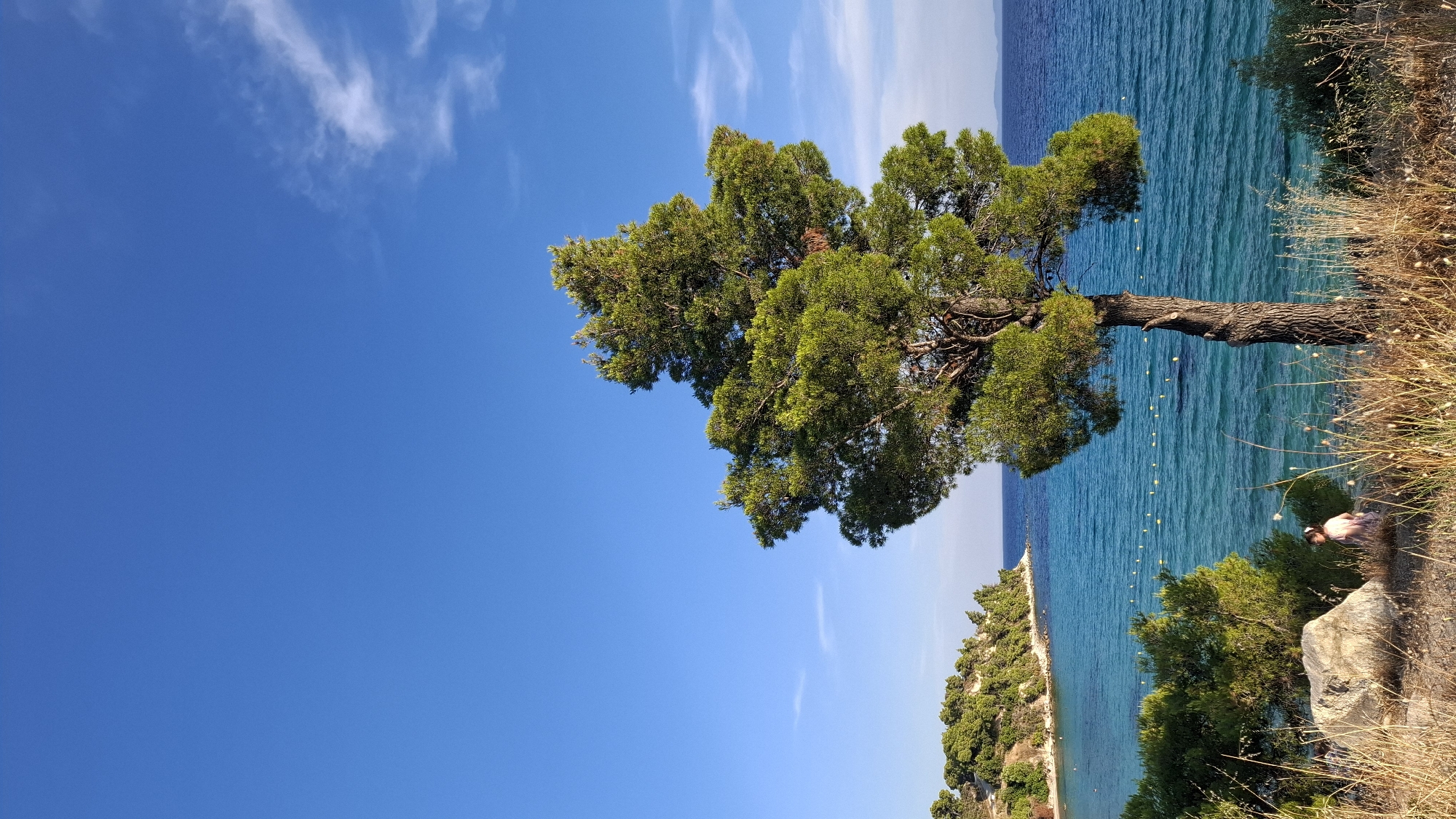 A vertical, medium shot captures a solitary pine tree with green foliage standing on a grassy embankment overlooking a vibrant turquoise sea. In the middle ground, a crescent-shaped coastline with green vegetation lines the water's edge, leading to a small bay with calm waters marked by yellow buoys. The sea stretches to the horizon, meeting a clear blue sky with a few wispy white clouds. In the foreground, a person is seated on the grass near a large rock, looking towards the sea. The scene is bathed in warm, natural light, suggesting it was taken during the late afternoon. The location appears to be a coastal area within the Sithonia Municipal Unit of Greece, likely a scenic viewpoint or a secluded beach.