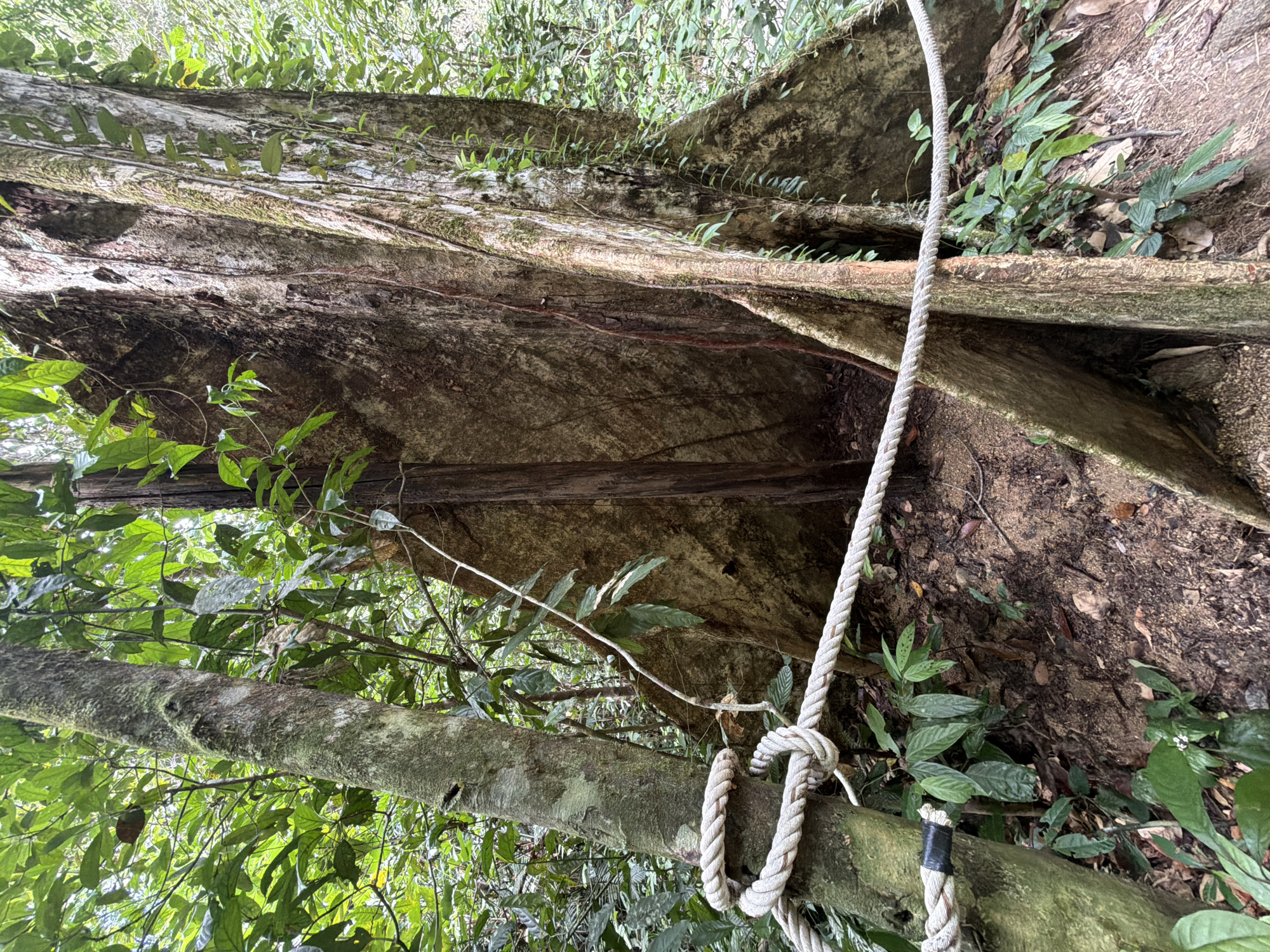 The image depicts a dense, verdant forest environment, likely a nature trail or park. In the foreground, a thick, weathered tree trunk, possibly a banyan or similar large species, dominates the scene. Its buttress roots are prominent, spreading outwards and anchoring it to the ground. A thick, white rope, tied in a knot around a smaller tree to the left, extends horizontally across the frame, serving as a barrier or guide. This rope is secured to the smaller tree with black tape. The ground beneath is covered with fallen leaves, soil, and low-lying green foliage. The background is filled with lush, green vegetation, with the canopies of trees forming a dense, leafy ceiling. The lighting suggests it is daytime, with dappled sunlight filtering through the leaves, creating a sense of depth and shade. The location is identified as Khuekkhak, Thailand, implying a tropical or subtropical climate. There are no people or animals visible in the frame.