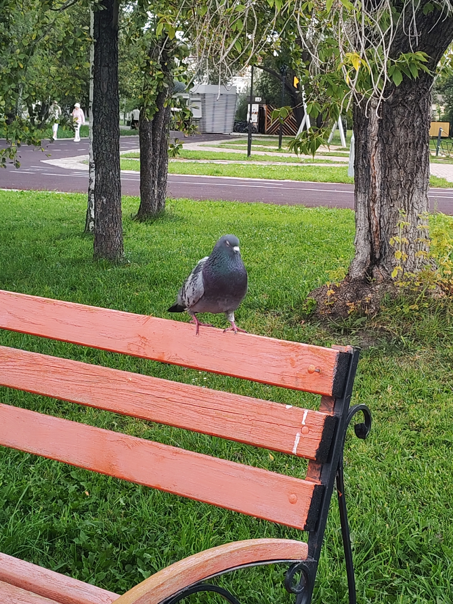 The image depicts a pigeon perched on an orange wooden park bench in Kurgan, Russia. The bench has black metal supports and is situated on a patch of green grass. In the background, there are several trees with lush green foliage and a paved pathway. Two individuals are walking on the pathway in the distance. The overall setting appears to be a park or recreational area within the city.
