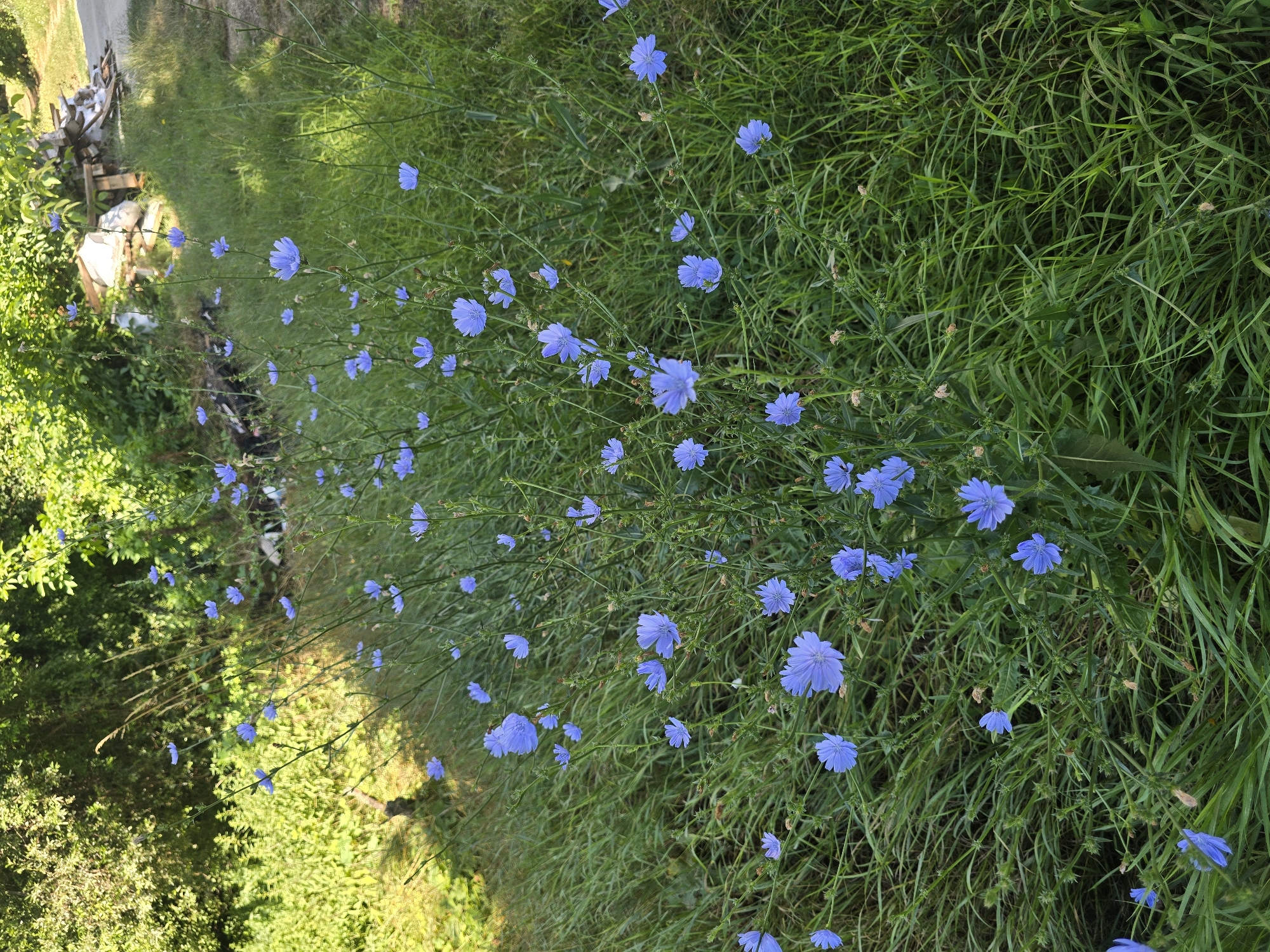 The image displays a patch of blue chicory flowers growing in dense green grass. The flowers are in bloom, with delicate blue petals. The background shows a mixture of green foliage and some scattered debris, including what appears to be lumber and plastic sheeting, suggesting a semi-natural or unkempt area, possibly on the outskirts of a residential area. The scene is outdoors, under natural light. There are no people visible in the image. The location is identified as Golyanovtsi, Bulgaria.