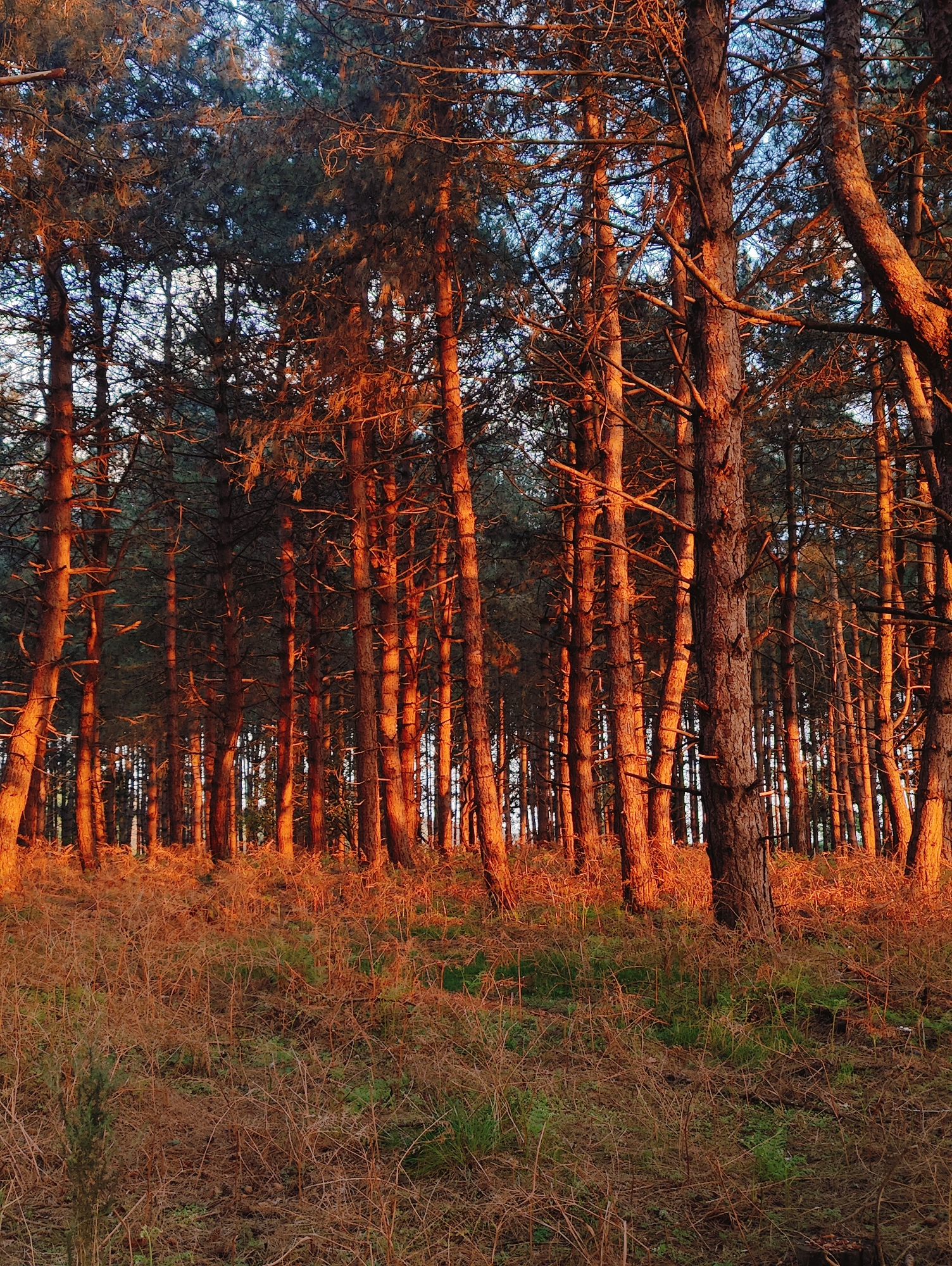 The image depicts a forest scene in East Suffolk, United Kingdom. The predominant feature is a dense stand of coniferous trees, likely pine, illuminated by a warm, golden light, possibly from a sunset or sunrise. The tree trunks are a dark color, but have orange hues on the side. The undergrowth consists of dry, brown grass and scrub with patches of green vegetation, also bathed in the same warm light. The overall impression is of a tranquil, wooded area at dawn or dusk. No people, animals, or man-made objects besides the trees and undergrowth are visible. The scene appears still and quiet.