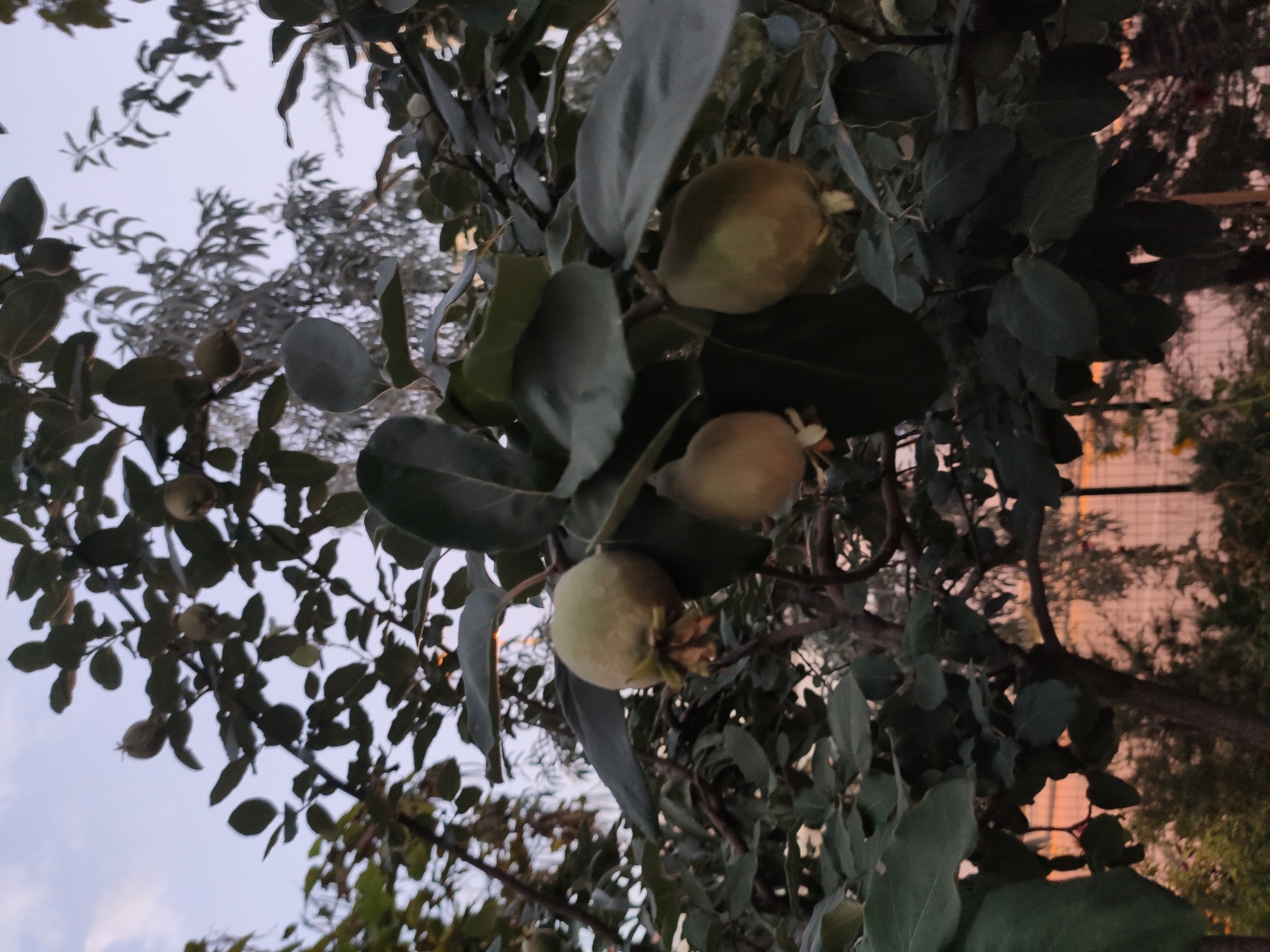 A close-up, low-angle shot captures quince fruit hanging from a tree in Etimesgut, Turkey. The quinces are round and light green, with some showing faint yellowing and evidence of maturation. They are surrounded by large, dark green leaves and visible branches, suggesting a dense canopy. The background is blurred, showing hints of other trees with silvery foliage and a pale sky, possibly at dusk. Below the fruit tree, a fence and further vegetation are faintly visible, bathed in a soft, peachy light that suggests the setting sun. The overall impression is one of natural abundance within an urban setting.