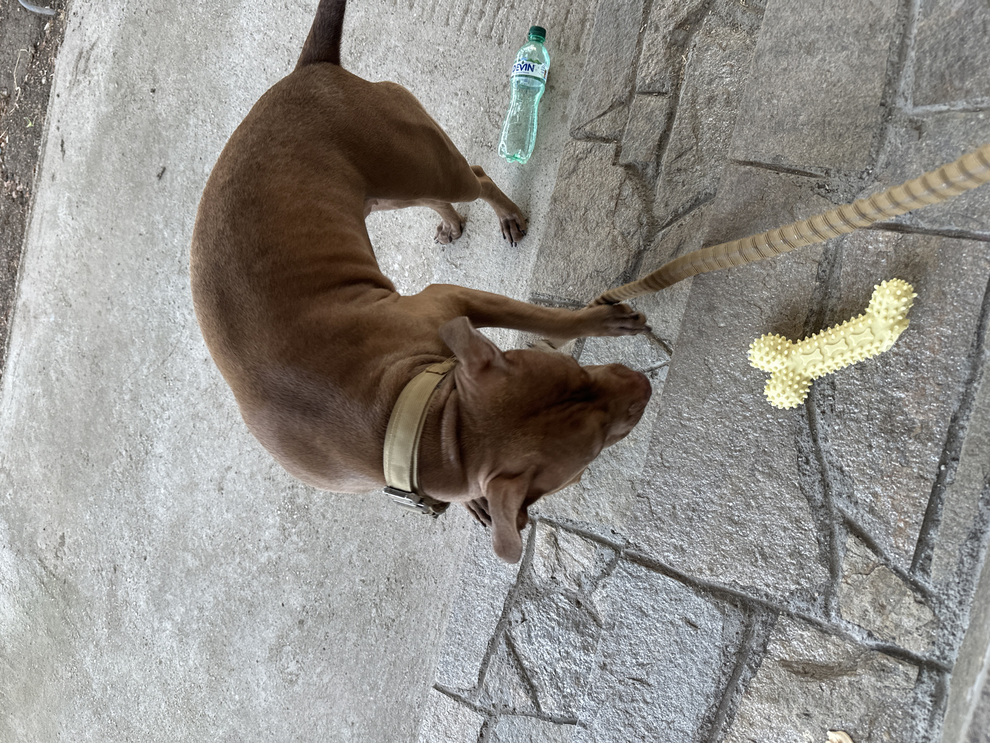 The image depicts a brown pit bull dog with a tan collar, standing on a paved stone surface. The dog is looking down at a yellow bone-shaped dog toy and a rope leash. A partially full green plastic water bottle is lying on the ground to the right of the dog. The scene appears to be outdoors, possibly in a yard or park, with concrete and gravel visible in the background. There is no indication of the location being in Malevo, Bulgaria.
