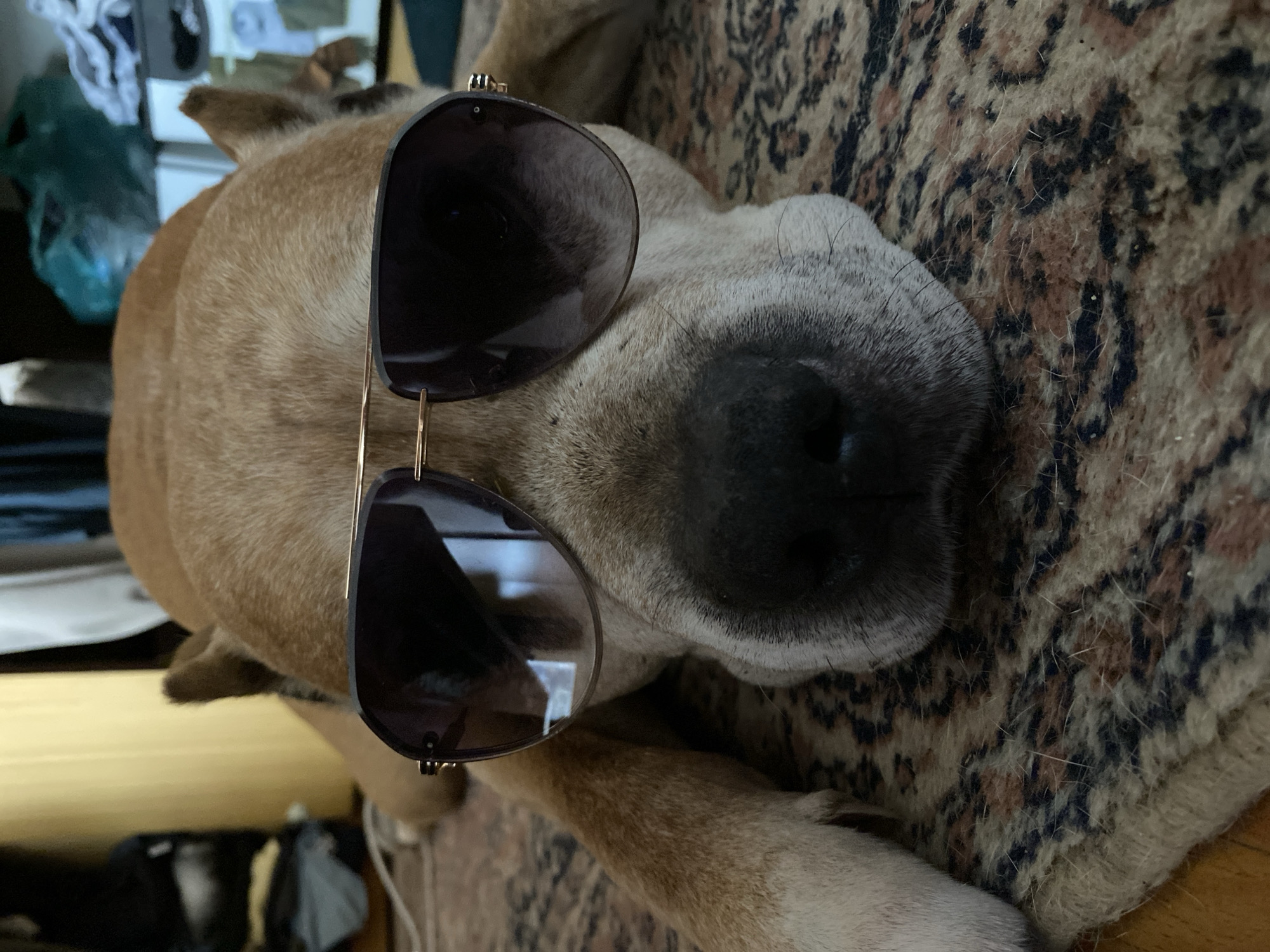 A tan dog wearing sunglasses lies on a patterned rug. The dog's snout is close to the camera. The rug has a mottled pattern of brown, beige, and black. The location is not discernible from the image.