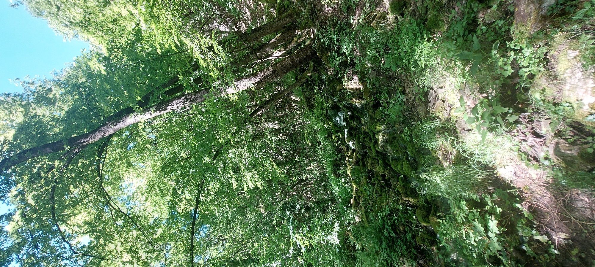 The image shows a view in the town of Бачково, Bulgaria, where lush greenery abounds. Trees with abundant green foliage reach towards the sky, where a sliver of blue is visible. A rock wall covered in moss and vegetation is present. The photo is taken from a low angle, looking upwards towards the trees and sky. There are no visible people, animals, or indications of human activity beyond the potential presence of a constructed rock wall.
