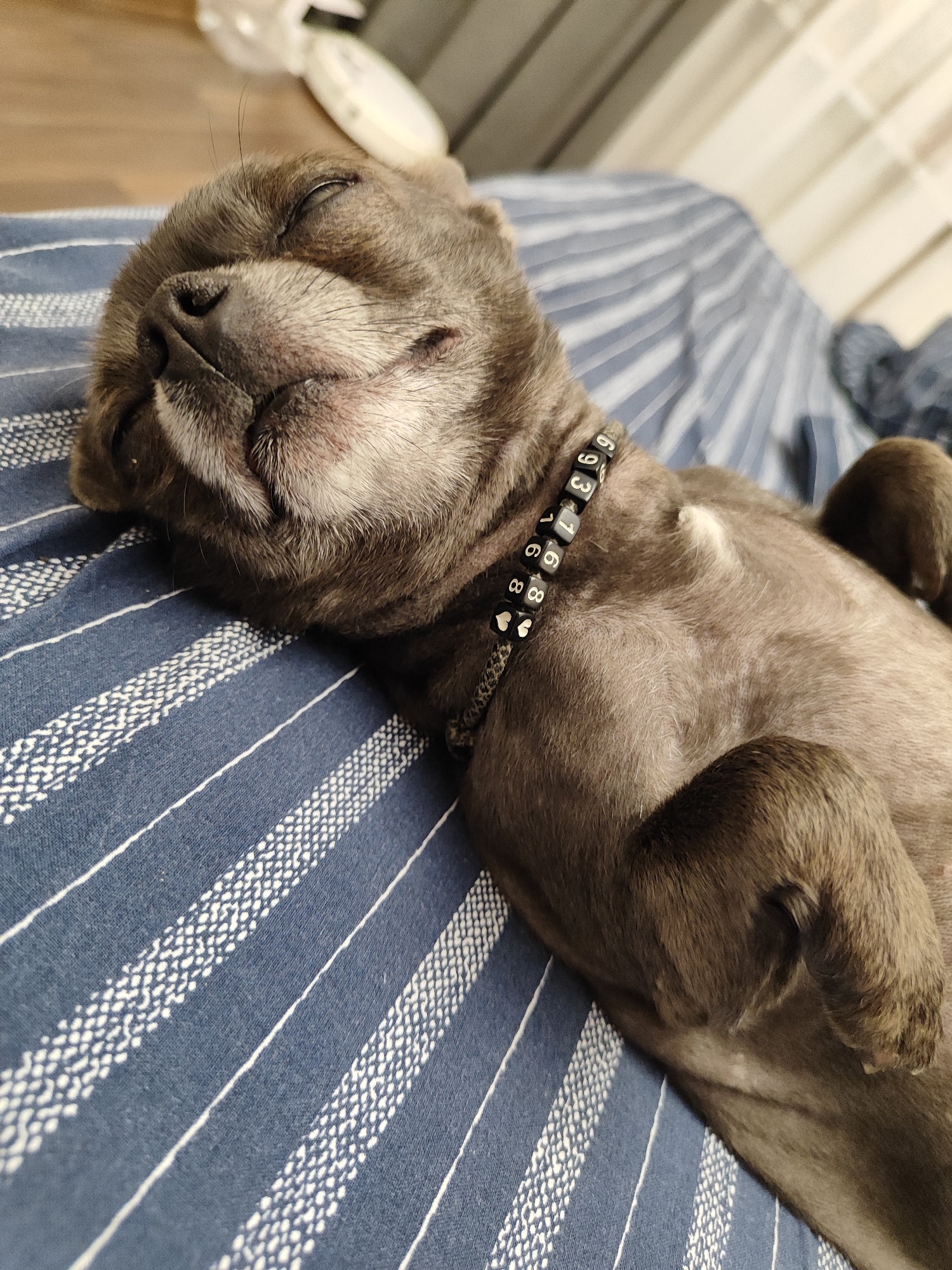 A French bulldog is sleeping on its back on a blue and white striped surface. The dog has gray fur and is wearing a collar with black beads that have white numbers and hearts on them. The dog's eyes are closed, and its mouth is slightly open. The surface the dog is sleeping on appears to be a bed or sofa. The background is out of focus, but it appears to be an indoor setting with some objects on a wooden surface. There is no indication of the location being in Almaty, Kazakhstan.