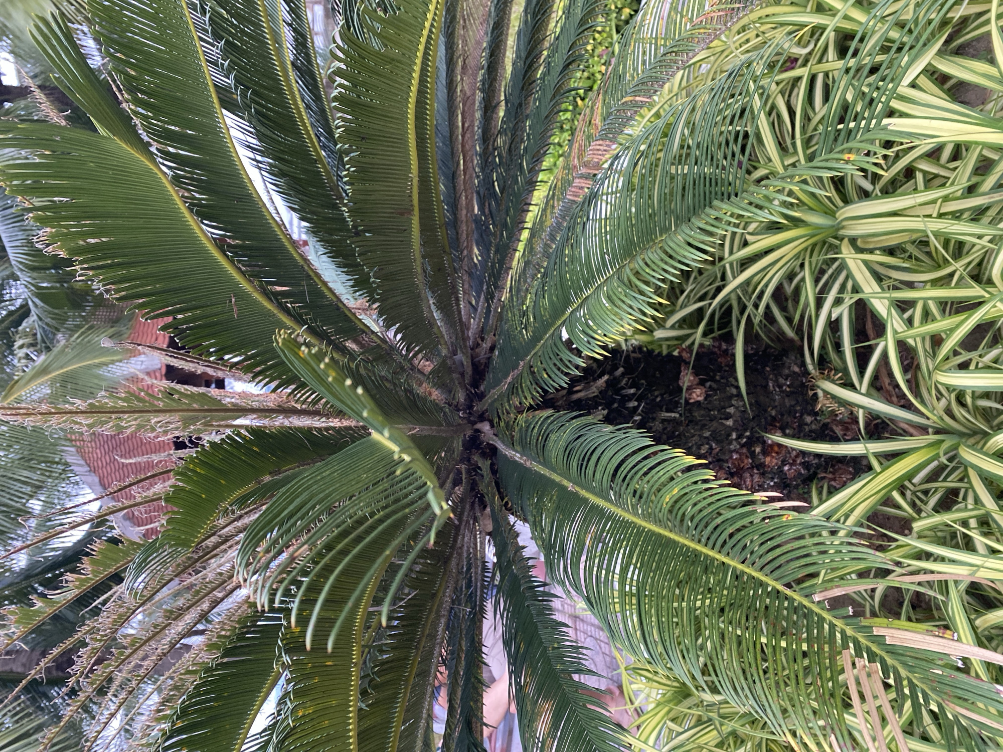 This media file is a top-down, full-shot, outdoor photograph captured in Nha Trang, Vietnam. The main subjects are two types of plants: a Sago palm with its characteristic large, arching fronds, and a smaller, variegated plant with thin, strap-like leaves that are green and cream-colored. The Sago palm is in the foreground, dominating the left and center of the frame. Its deep green, pinnately compound leaves are detailed, showing fine serrations along the edges and a yellow-green hue near the central rachis. The plant's trunk is partially visible in the center, appearing dark and textured.
To the right and background, the variegated plant forms a dense ground cover. Its leaves are predominantly green with striking creamy-white or pale yellow stripes, creating a visually contrasting texture. The soil is visible in patches between the plants, appearing dark and somewhat moist, suggesting recent watering or natural conditions. In the upper left quadrant, hints of a building's reddish-brown roof tiles and architectural details are visible through the Sago palm fronds, providing a subtle cue to the surrounding environment.
The lighting suggests it is daytime, possibly overcast or in the late afternoon, as there are no harsh shadows. The overall scene depicts a garden or an outdoor landscaped area, likely in a tropical or subtropical climate, consistent with the location of Nha Trang. No people are clearly visible, although a blurred human figure might be present in the very deep background, mostly obscured by the foliage. No text is visible in the image. The image is presented in a portrait orientation with the top of the frame pointing downwards.