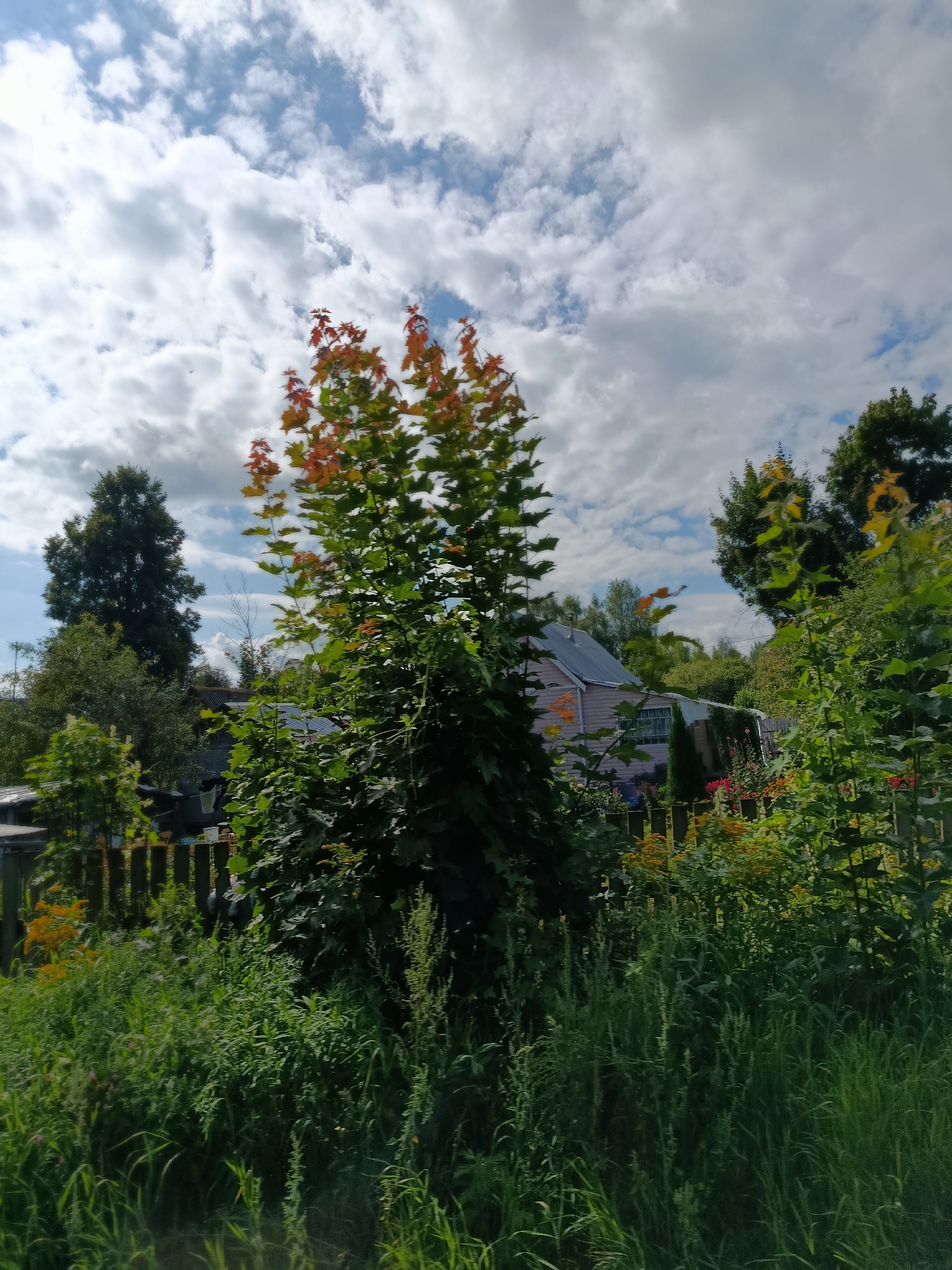 The image depicts a backyard scene in the village of Snopok Novyy, Russia, on a cloudy day. A prominent tree with green and orange leaves dominates the center of the frame. In the background, a light-colored house with a dark roof is partially visible, surrounded by various trees and lush greenery. A wooden fence runs along the middle ground, separating the foreground of tall grass and plants from the area behind it. The sky is filled with white and gray clouds. There are no people or animals visible in the image.