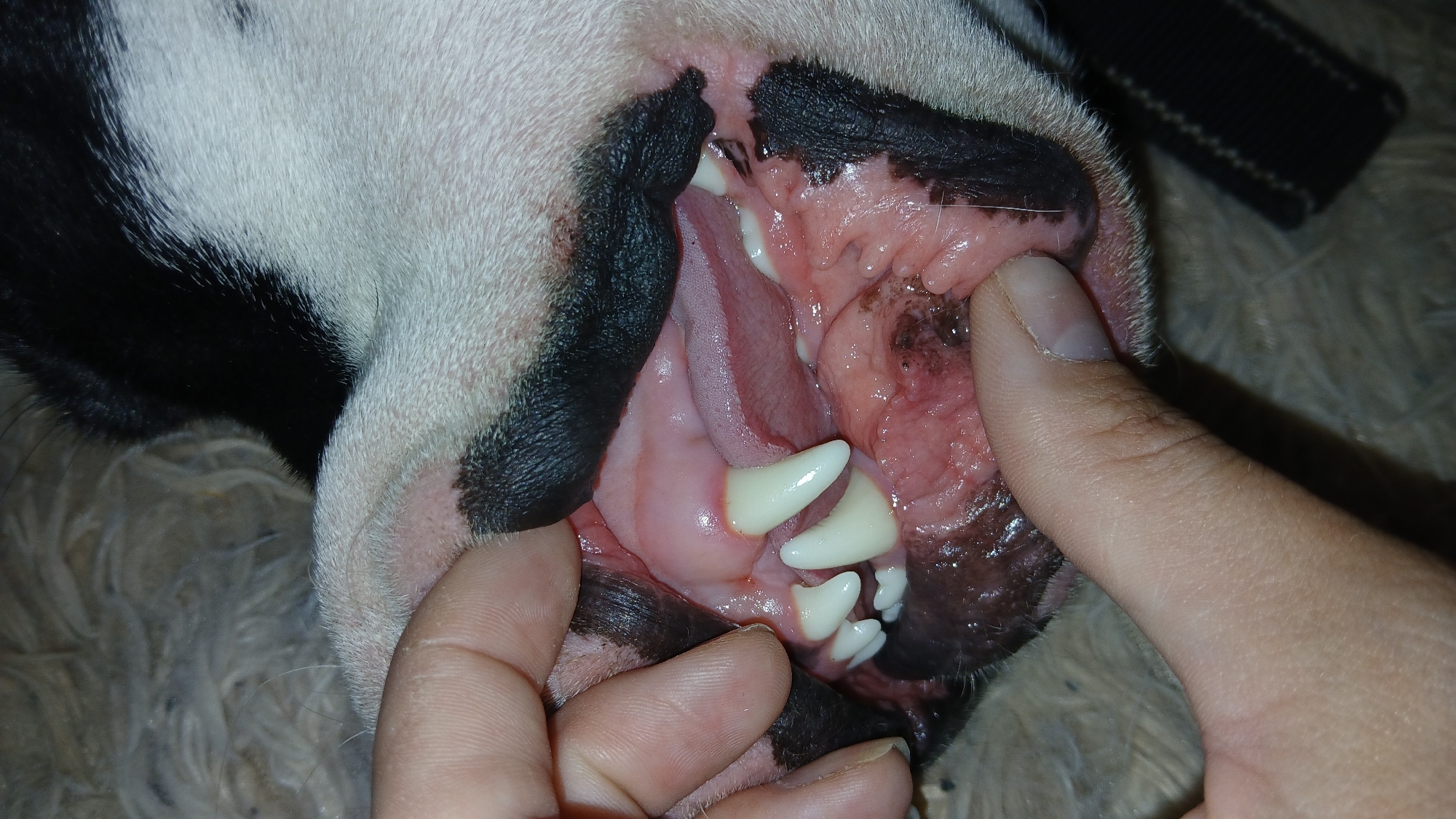 A close-up image shows a dog's open mouth being held open by a human hand. The dog has white teeth and a pink tongue. The dog's gums appear inflamed. The dog has black fur around its mouth. The scene includes a human hand and a dog with dental issues. The location of Dnipro, Ukraine is not evident in the photograph.
