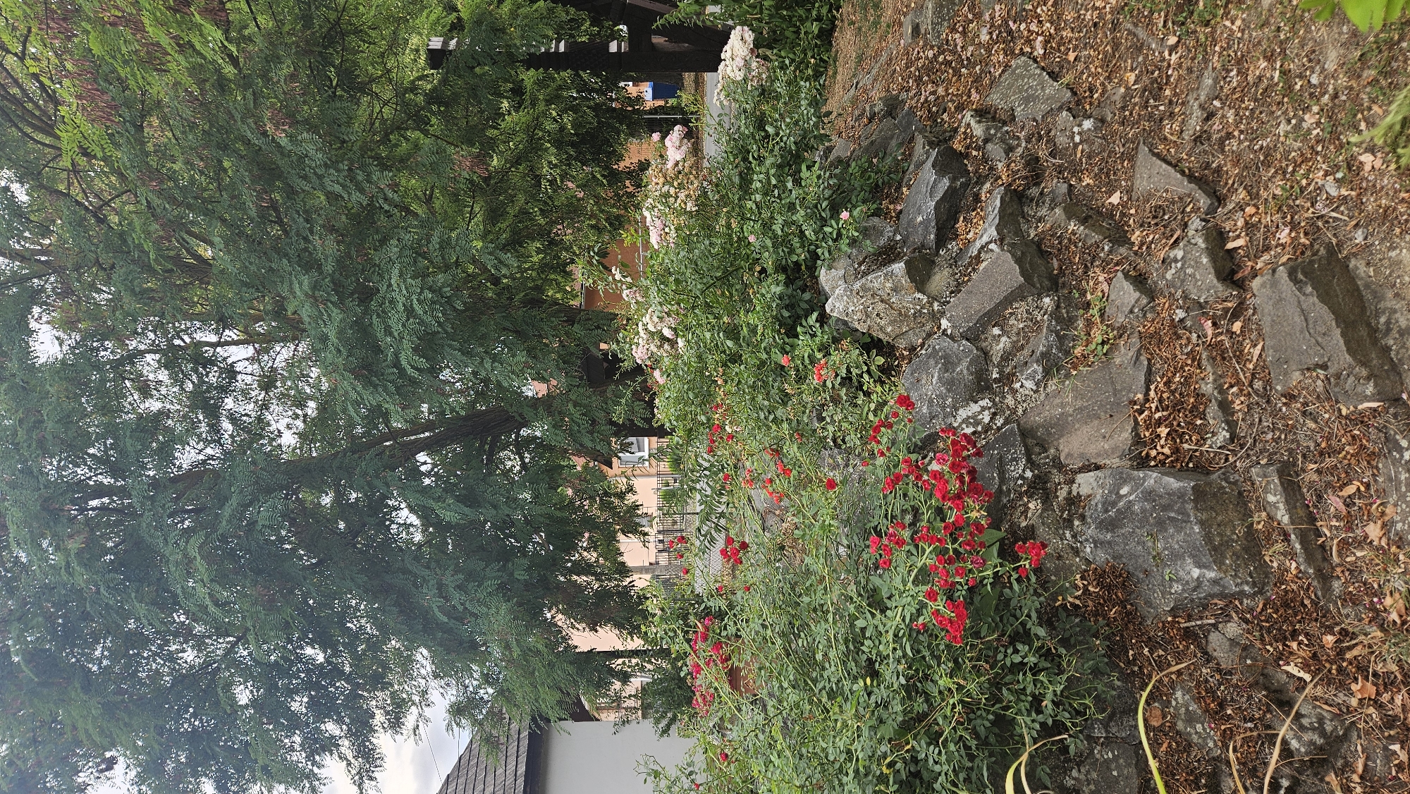 The image shows a close-up view of a garden with a rocky border. In the foreground, there is a dense bush with small red flowers, possibly roses, growing over and around several large, gray rocks. The rocks are of various sizes and shapes, and are partially covered with dry leaves and soil. Behind the rocks and flowers, there is a large tree with dark green foliage. In the background, parts of buildings, including a roof and walls, are visible through the trees. The sky is overcast. The scene is set in a residential area, likely in the city of Veľké Slemence, Slovakia, given the context. There are no people or animals present in the image.