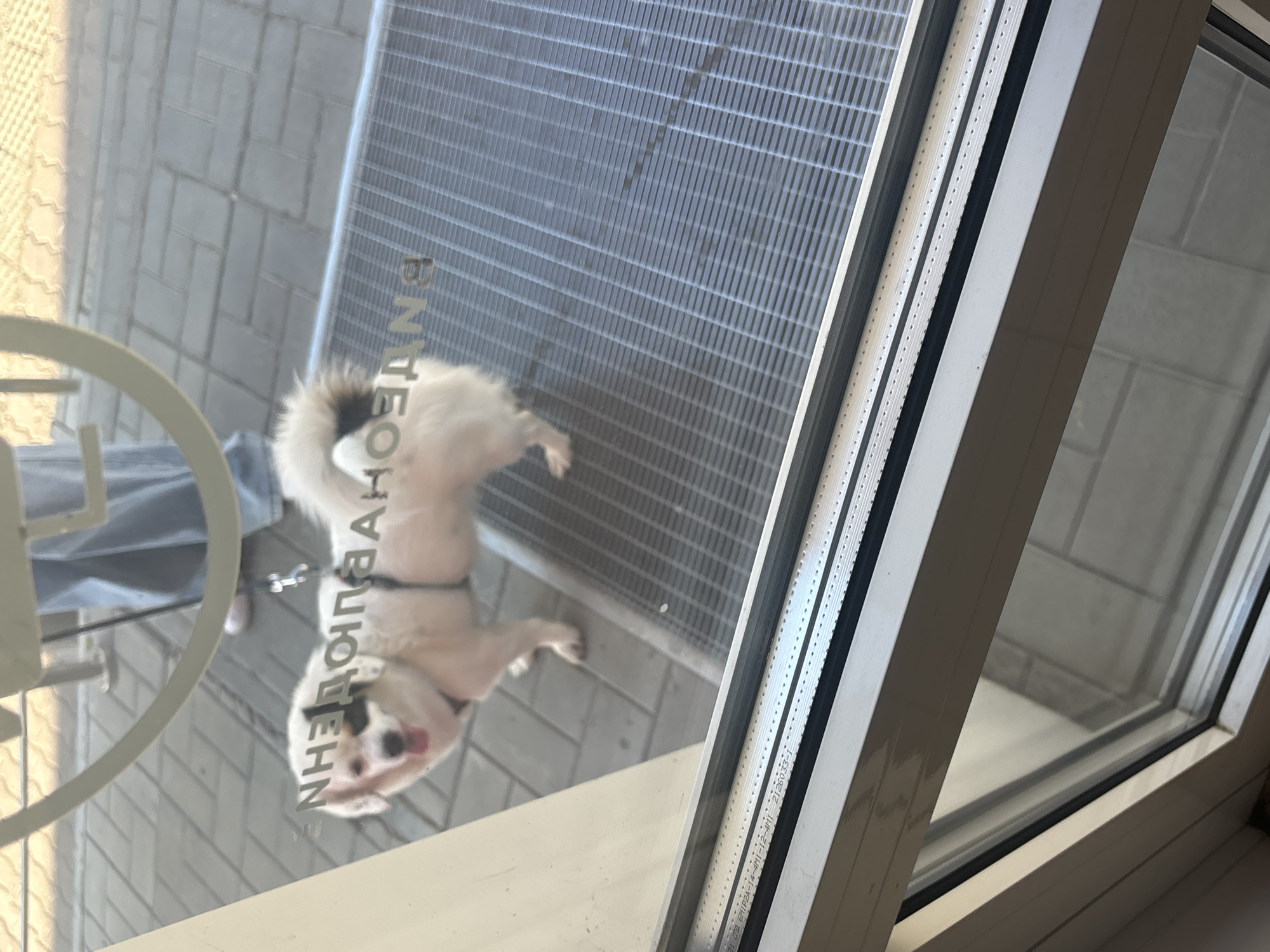 A small, fluffy, white and black-eared dog with its tongue hanging out stands on a metal grate outside a building. The dog is wearing a black harness and is on a leash. In the background, a person wearing light blue jeans is visible, and the ground is paved with rectangular bricks. Text is visible on the glass door in front of the dog. The scene appears to be in the city of Ob, Russia, given the text on the door which reads "ПНЕДОЛПАИАН".