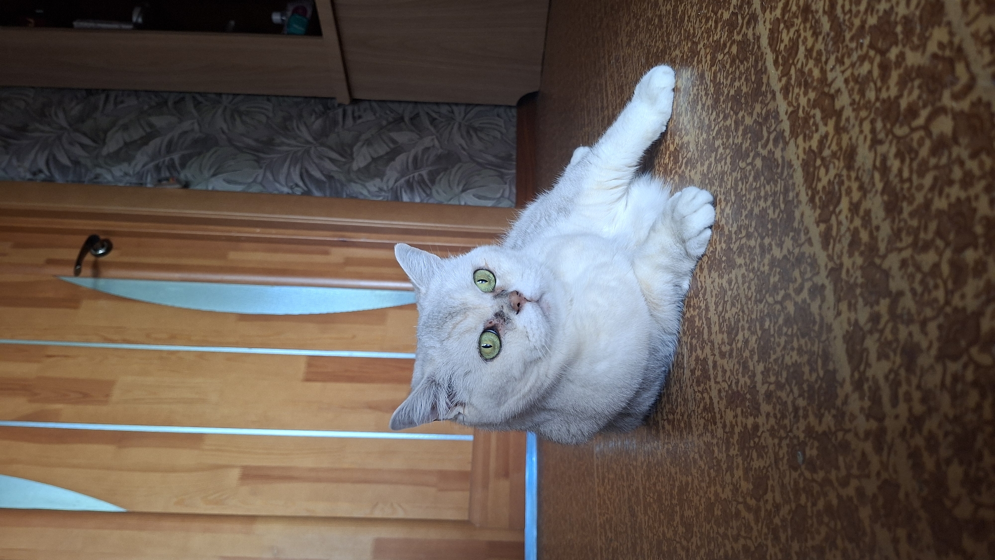 A white cat with green eyes lies on a brown floor in a room in Забалоцкі сельскі Савет, Belarus. The cat is positioned near a wooden door with silver trim and a cabinet.