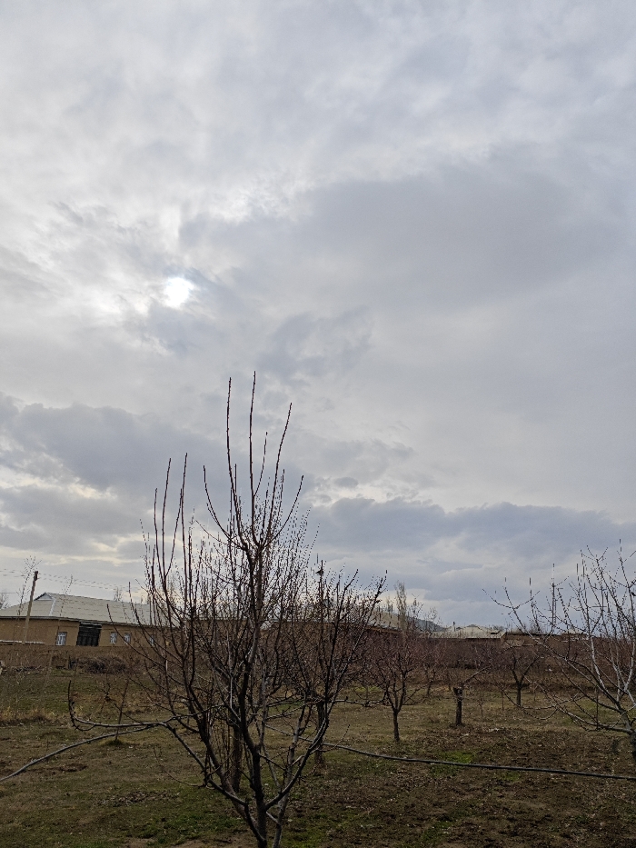 A gray, overcast sky dominates the scene, obscuring the sun. Below, an orchard of bare trees stands in a field of brown grass and earth. Their branches, devoid of leaves, reach skyward. In the background, a low building with a gray roof is visible, partly obscured by the trees. A sense of stillness and muted color pervades the landscape.