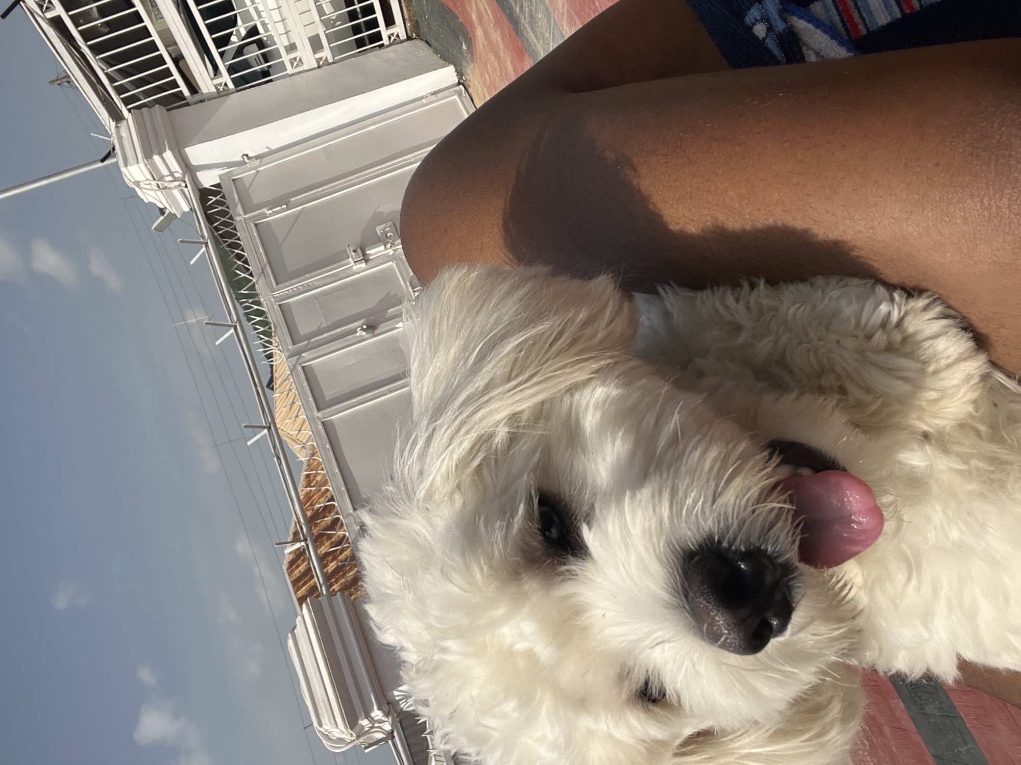 The image shows a close-up of a fluffy white dog resting on a person's lap. The dog's tongue is sticking out, and its eyes are looking towards the camera. The person's tanned legs are visible, suggesting a warm outdoor setting. In the background, there are glimpses of a white structure with metal railings, possibly a balcony or terrace, and a clear blue sky with a few wispy clouds. The overall lighting and the clear sky suggest it is daytime, likely a sunny day. The context of Abuja, Nigeria, indicates a tropical climate. The dog appears relaxed and happy, with its tongue out in a playful or panting manner. No visible text is present in the image.