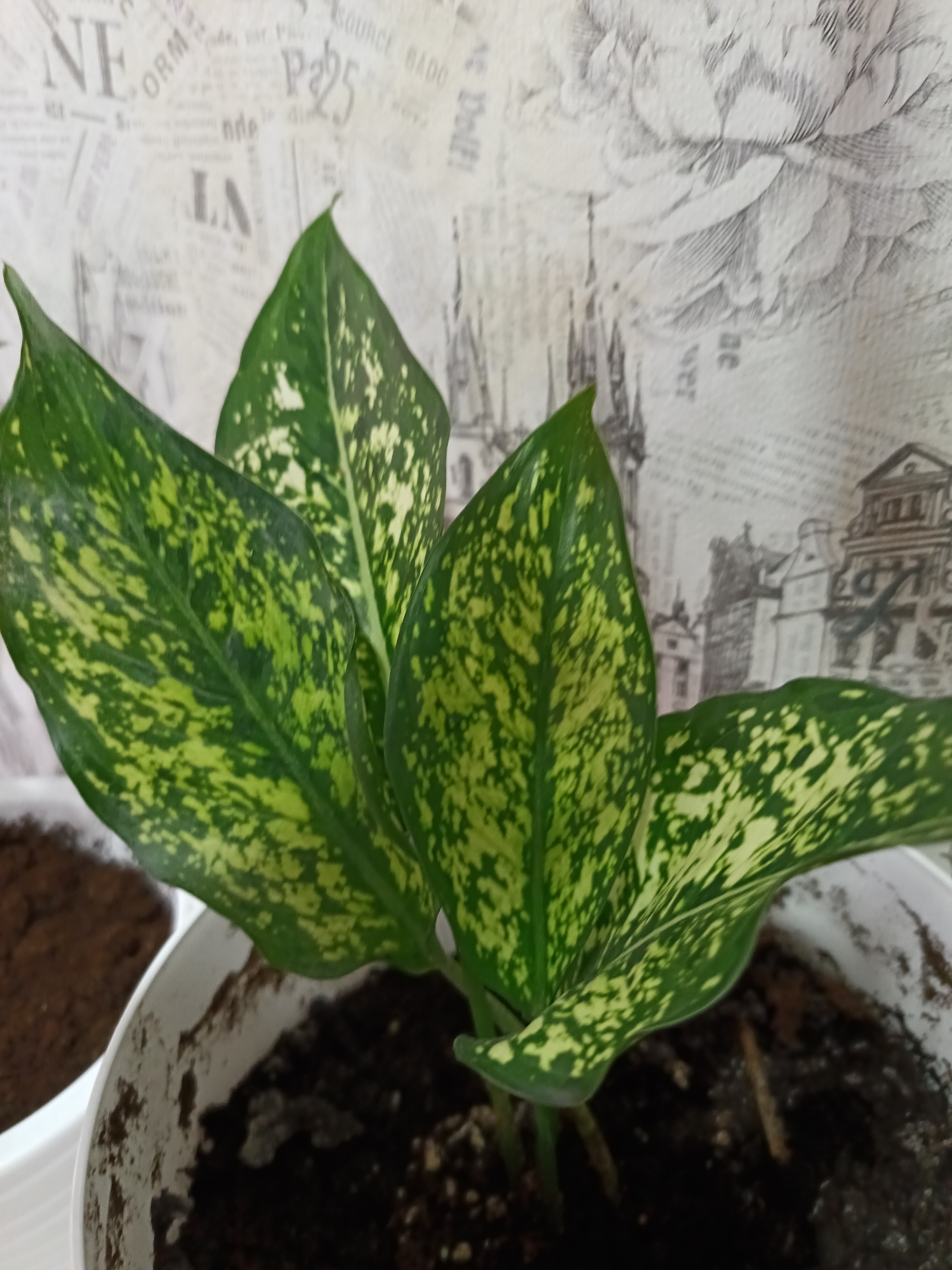 An indoor photograph captures a vibrant houseplant with broad, oval-shaped leaves, exhibiting distinct variegation. The foliage features a mottled pattern of dark green interspersed with lighter, yellowish-green speckles and blotches, highlighting its intricate venation. The plant is situated in a simple white plastic pot containing dark, earthy soil, which is visible at the bottom right. Another similar white container, also filled with soil, is partially visible on the left side of the frame.
The background is a light-colored, patterned wallpaper. This wallpaper is adorned with illustrations and text in dark grey or black, resembling old newspaper print or architectural blueprints. Visible text fragments include "NE", "ORM", "P25", "SOURCE RADO", "nde", and "LA". The illustrations depict various elements, most notably a series of European-style buildings, suggesting an urban or historical street scene with intricate facades, roofs, and windows. There are also less distinct, possibly abstract or floral designs blended into the background.
The setting appears to be an indoor environment, with soft, ambient lighting that doesn't indicate a specific time of day. The overall scene suggests a domestic plant display, likely in Osa, Russia, based on the provided location context. No specific activity or event is taking place; the image is a still life.