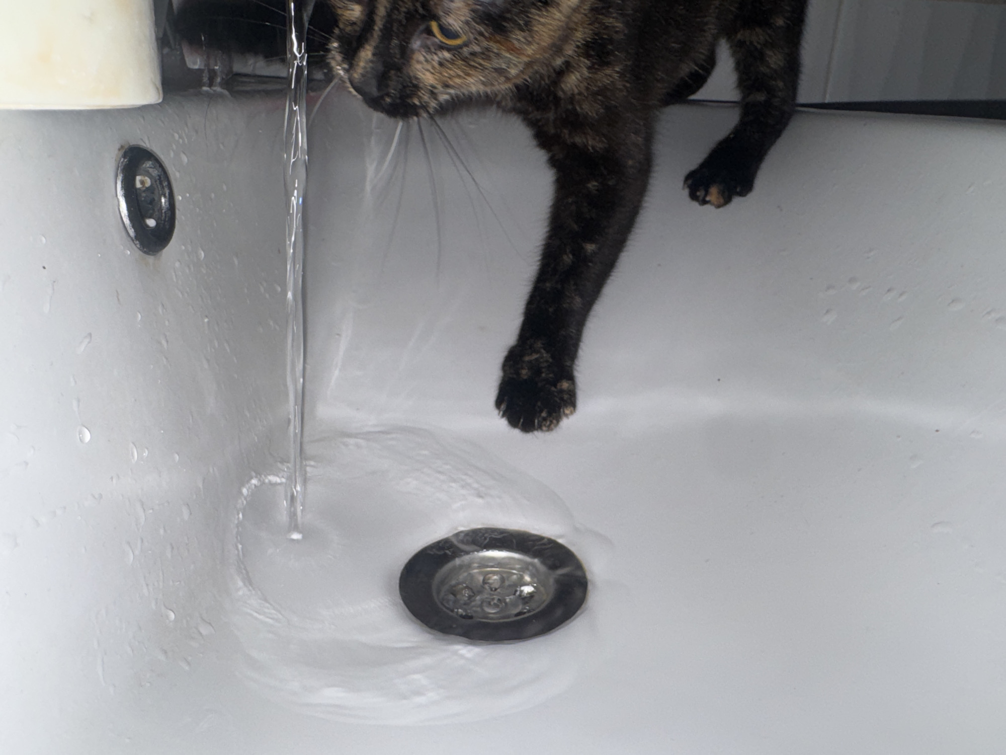 A tortoiseshell cat is perched on the edge of a white porcelain sink with a stream of water flowing from the faucet into the drain. The cat's left paw is extended towards the water. The drain is dark metal with visible holes. The sink has a metal overflow drain. The location is Unknown, Unknown.