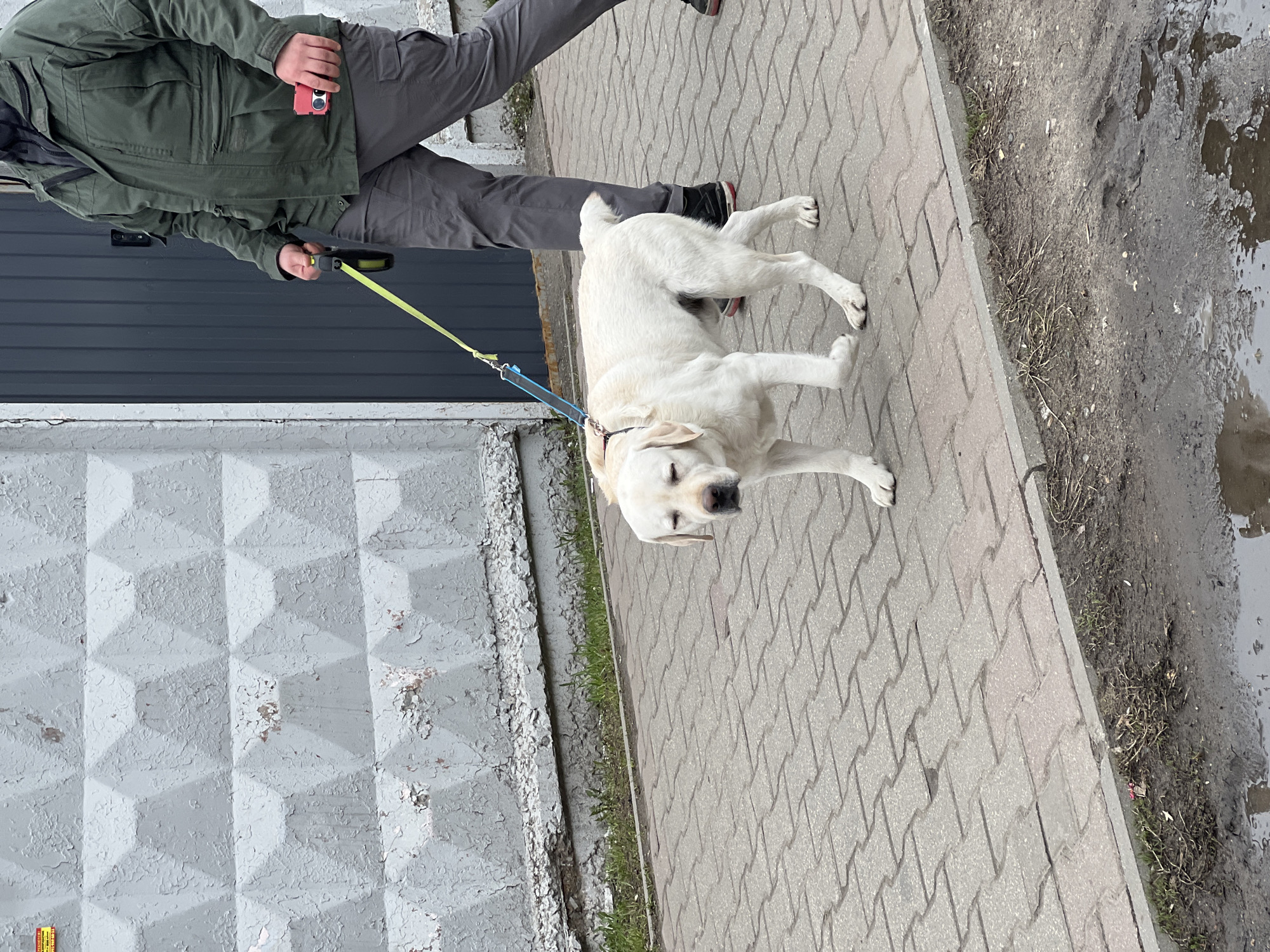 A person in a green jacket and gray pants holds a yellow retractable leash connected to a white Labrador retriever on a sidewalk. The sidewalk is paved with gray bricks. To the left is a gray wall with a patterned surface. To the right is a muddy area with some standing water. The location appears to be an urban area in Mytishchi, Russia.