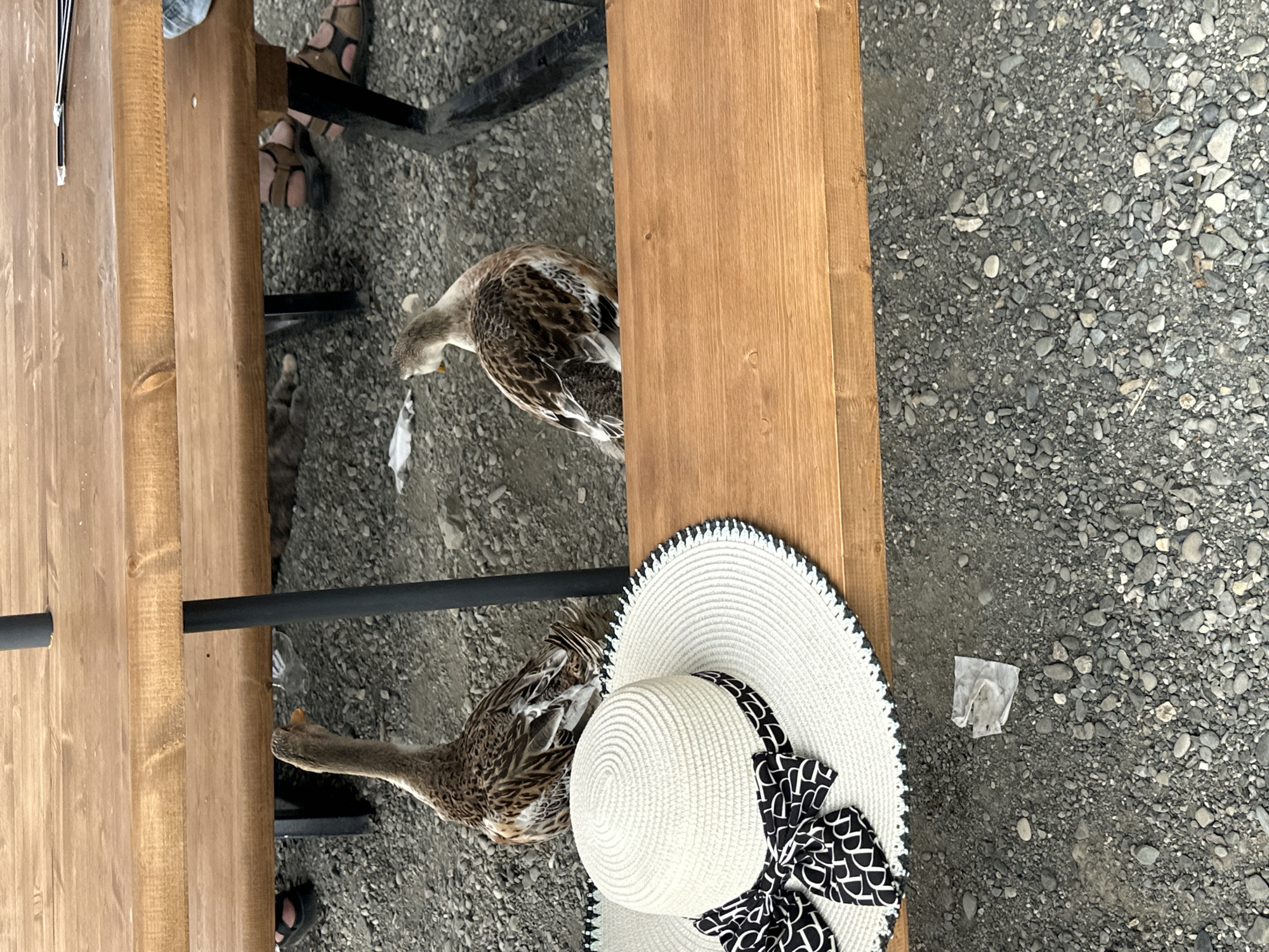 Two ducks are standing on gravel beneath a wooden picnic table. A wide-brimmed straw hat with a black and white patterned ribbon is on the bench. In the background, a person wearing sandals is visible. The environment appears to be outdoors, possibly a park or a casual dining area in Nizhnyaya Shilovka, Russia.