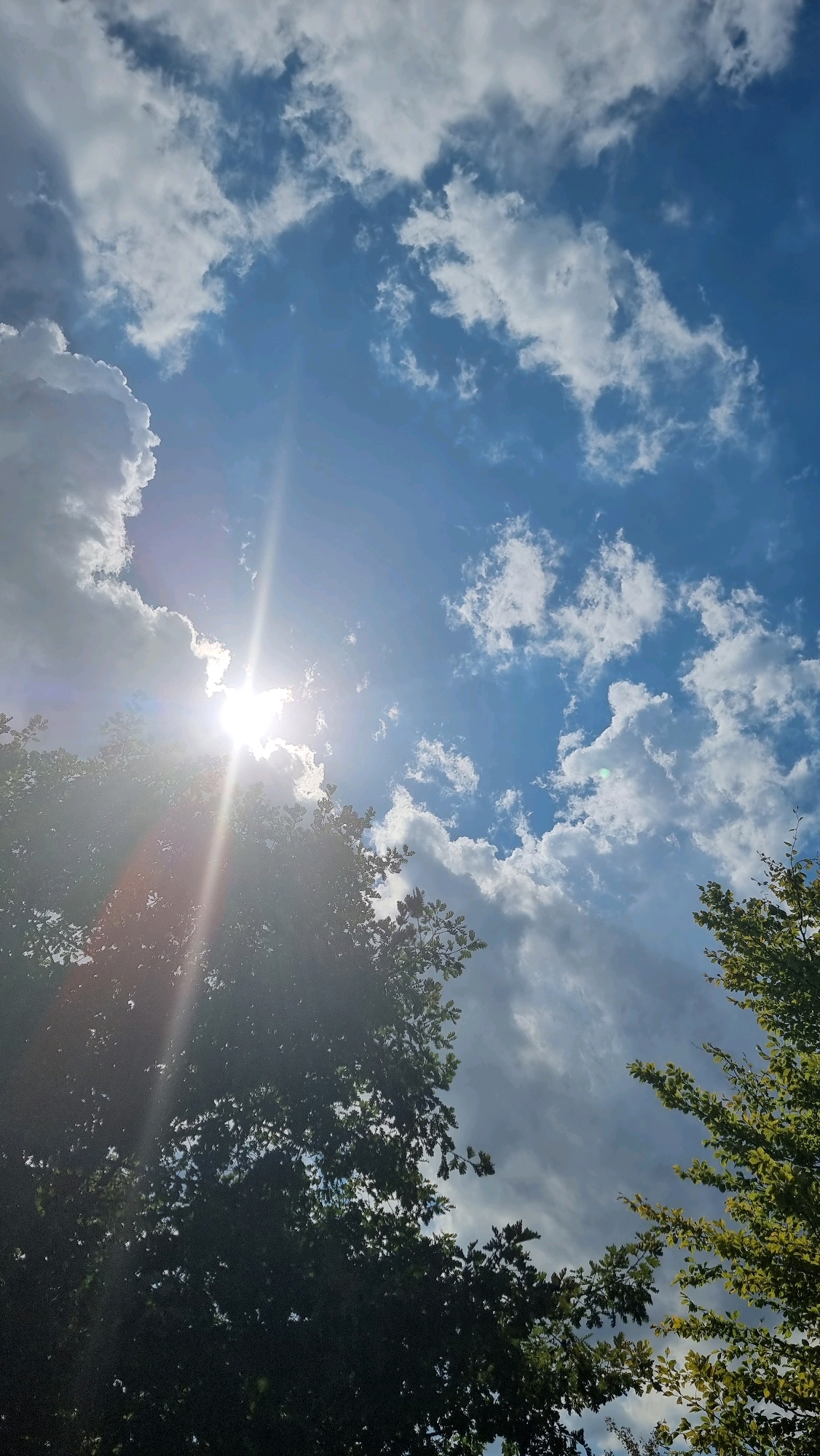 The image captures a view of the sky from below, looking up through the canopy of trees. The sun is prominently featured, casting bright rays and lens flare across the frame. Scattered white and grey clouds are visible against a blue sky. The foliage of trees, dark green and dense in some areas and lighter green and sparser in others, frames the sky from the bottom and sides of the image. The scene suggests an outdoor environment, likely a park or natural area within the city of Olot, Spain, given the context provided. There are no people or discernible human activity depicted in the image. The overall impression is of a bright, sunny day with dynamic cloud formations and the interplay of sunlight and foliage.