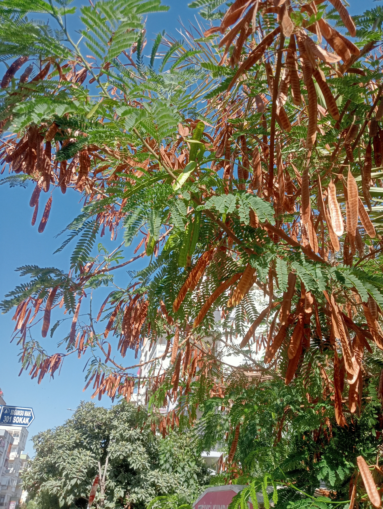 The image captures a sunlit outdoor scene in Antalya, Turkey, dominated by a tree with numerous brown seed pods hanging from its branches. The tree's leaves are a vibrant green, creating a contrast with the dry, elongated seed pods. In the background, a clear blue sky is visible, along with the facades of buildings, suggesting an urban or suburban setting. A street sign is partially visible on the left, indicating "SÖĞÜKSU MAH. 301 SOKAK," which translates to Söğütksu Neighborhood, 301 Street. The overall impression is one of a bright, temperate day in a Turkish city.