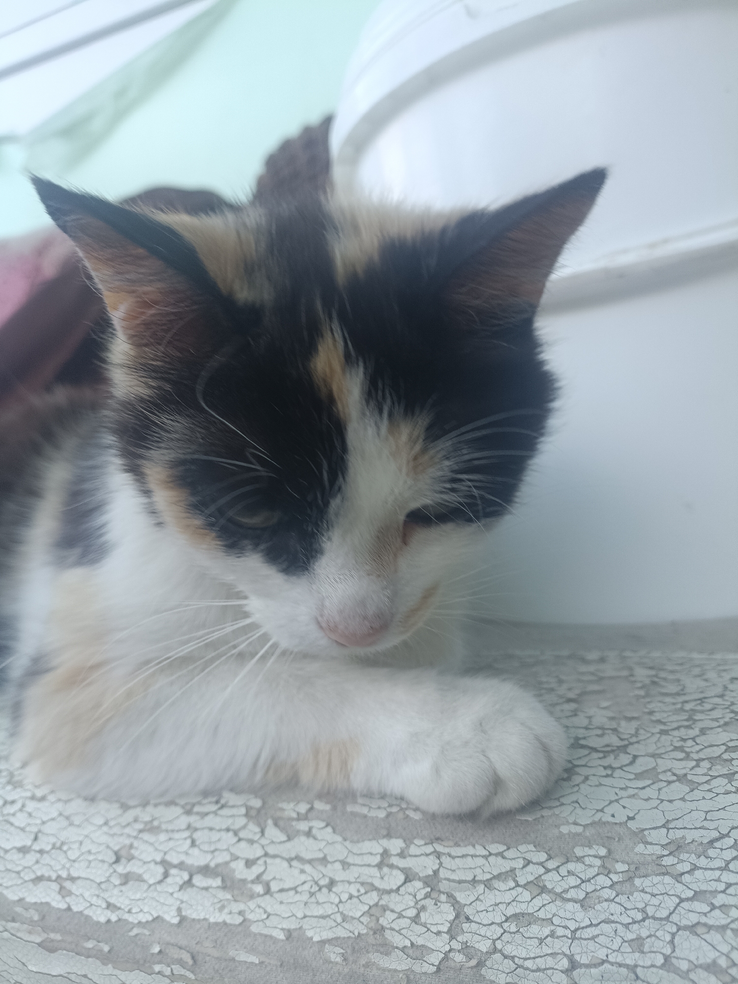 The image shows a close-up of a calico kitten with white, black, and orange markings. The kitten is lying down on a cracked, white surface, possibly a windowsill or a weathered table. Its head is turned to the side, with its right eye partially closed and its gaze directed downwards. The kitten's right paw is resting gently on the surface in front of it. In the background, out of focus, is a blurry light blue object, possibly a wall or fabric, and a white curved surface that might be part of a bucket or container. The lighting suggests it is daytime, with soft light illuminating the scene. There is no visible text in the image.