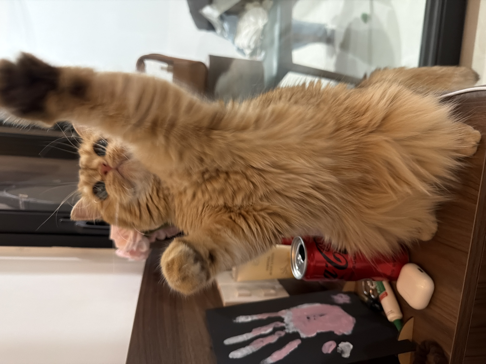 This media file features an orange tabby cat with blue eyes lying on its back, stretching out a paw as if reaching for something. The cat is positioned on a wooden surface, possibly a table or desk. In the background, out of focus, is a reflection in a window or glass surface showing a blurred indoor scene with furniture.
Visible objects on the wooden surface include a red Coca-Cola can, a white object that appears to be an earbud case, a small tube with a green cap, and a piece of black paper with a pink handprint. There are also some blurred items, possibly packaging or other small objects.
The lighting suggests it could be daytime indoors, given the ambient light and reflections. The scene appears casual and domestic. The cat's pose conveys a sense of playfulness or relaxation. There is no discernible text in the image, aside from the visible "Coca-Cola" logo on the can. The location context of Đà Nẵng, Vietnam, does not provide any specific visual cues within the image itself.
